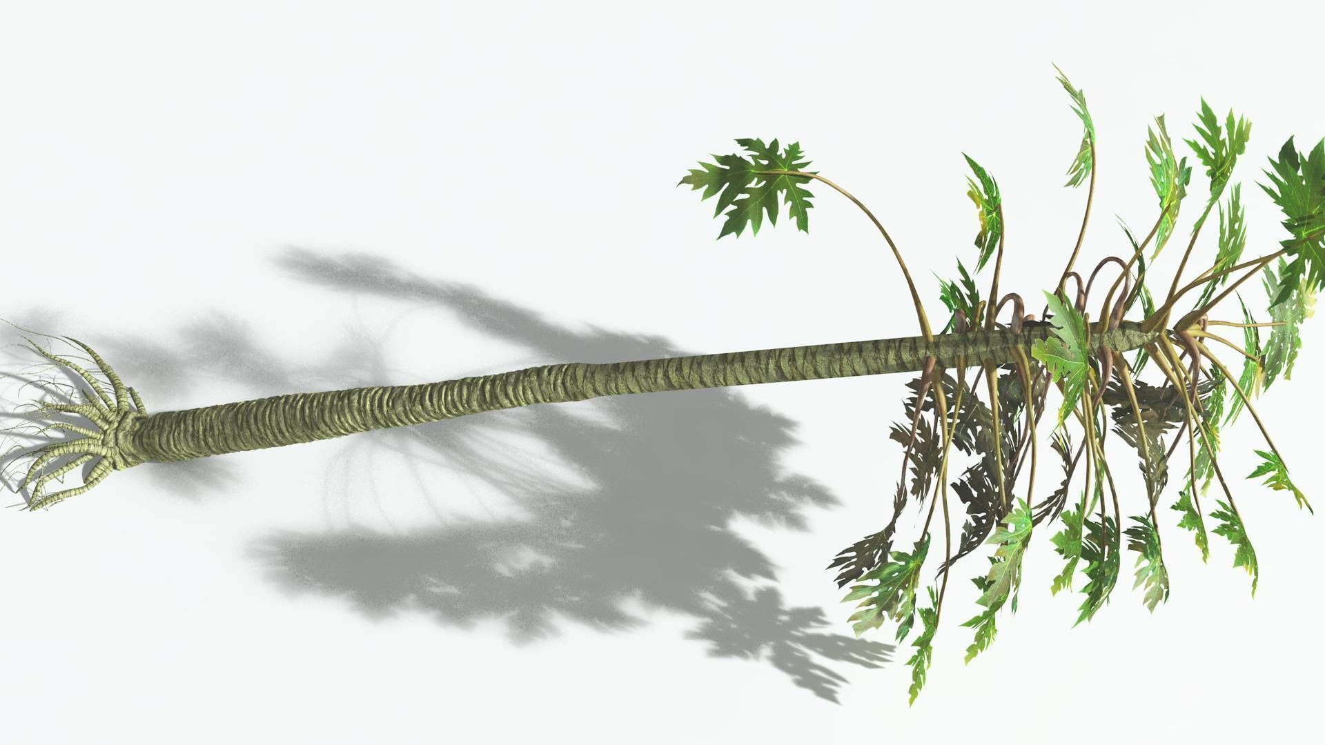 EVERYPlant Papaya 2 --14 Models-- 3D model_20