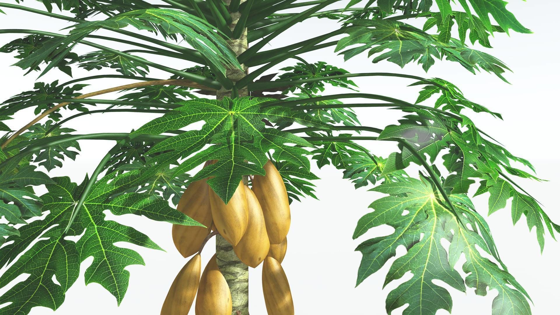 EVERYPlant Papaya 2 --14 Models-- 3D model_10