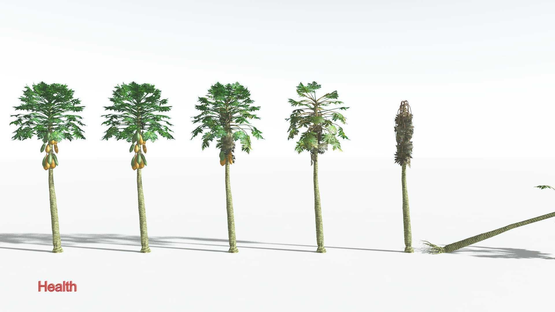 EVERYPlant Papaya 2 --14 Models-- 3D model_2