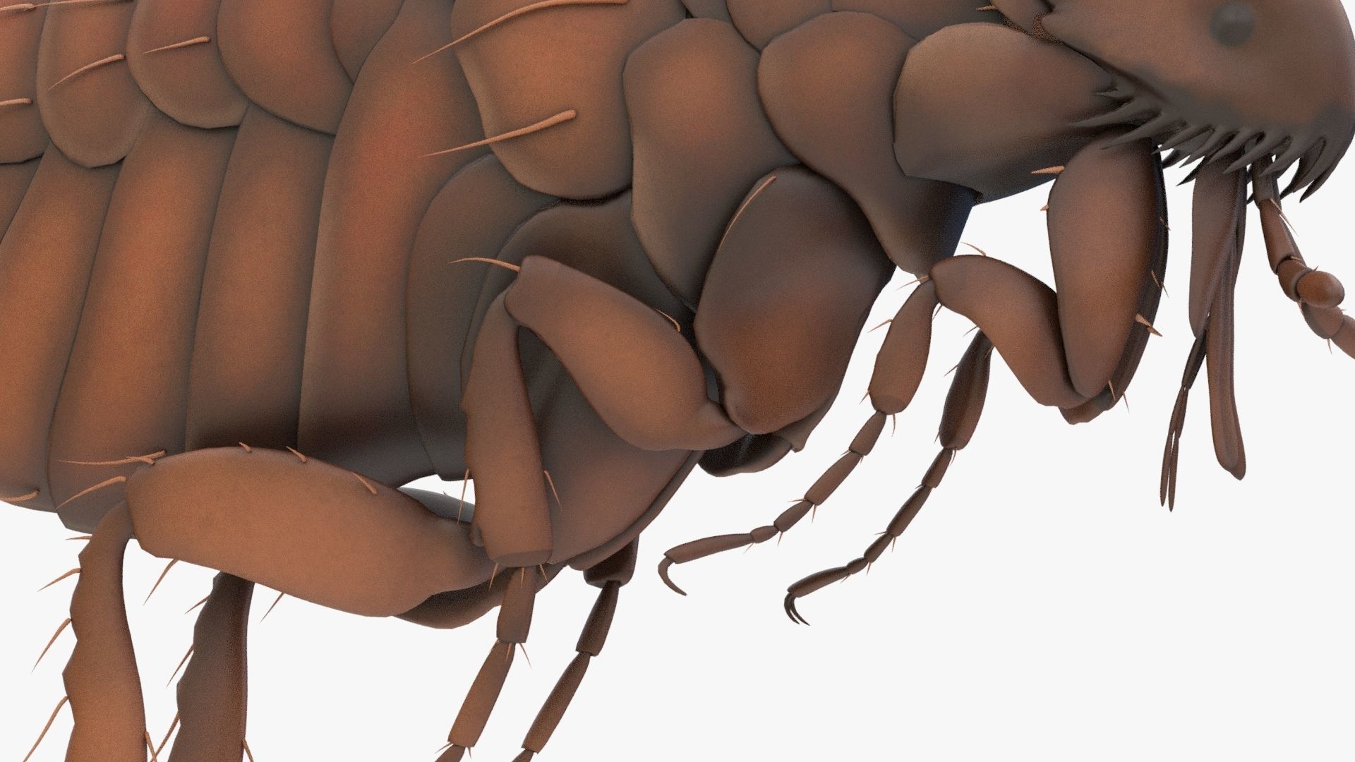 Realistic Flea Low-poly 3D model_8