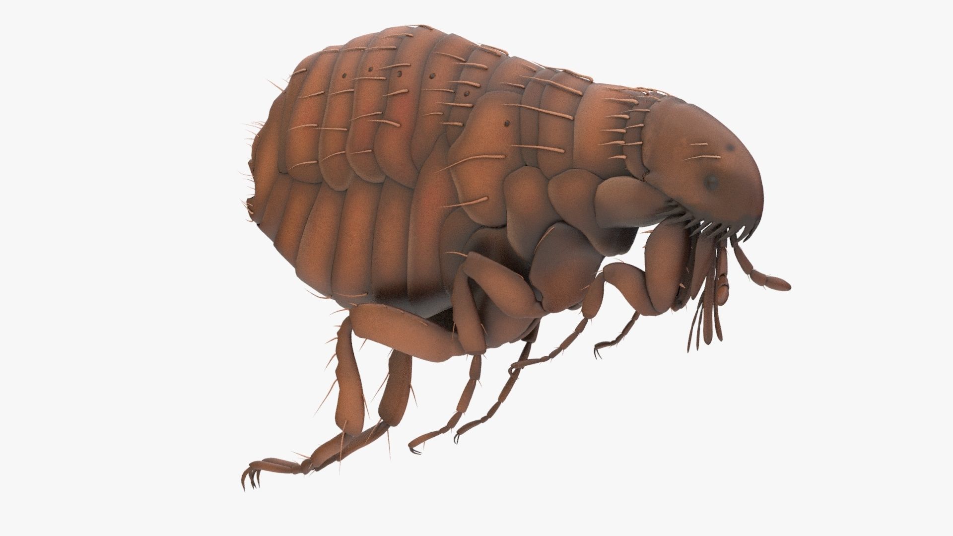 Realistic Flea Low-poly 3D model_1