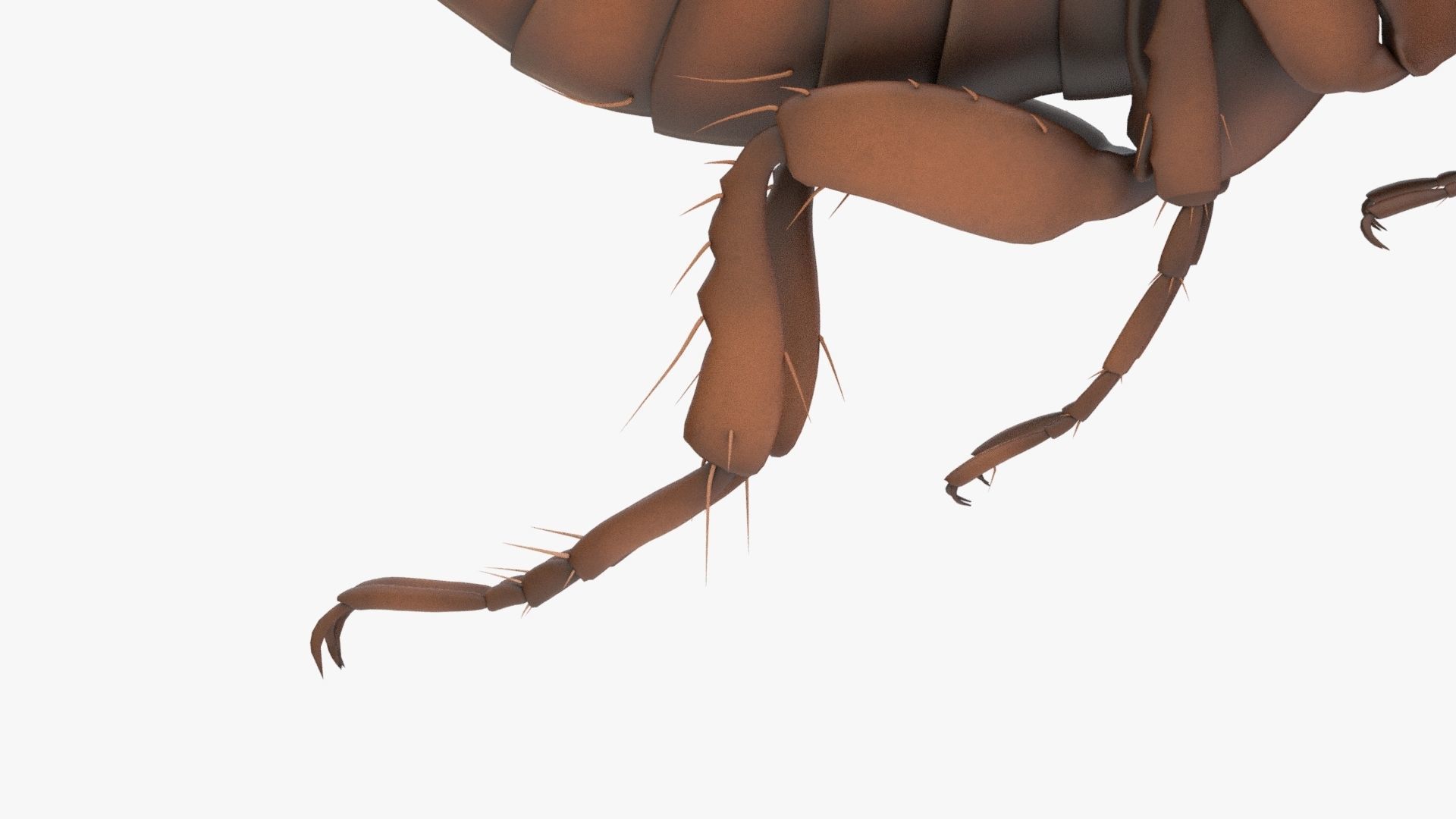 Realistic Flea Low-poly 3D model_9