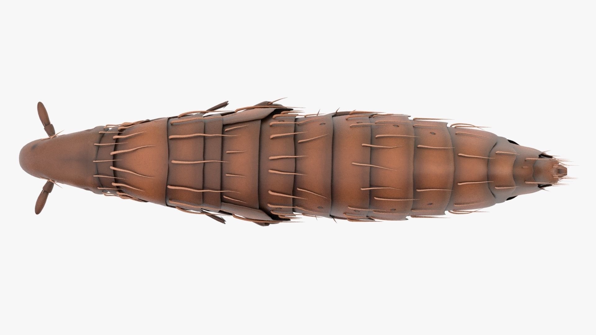 Realistic Flea Low-poly 3D model_6