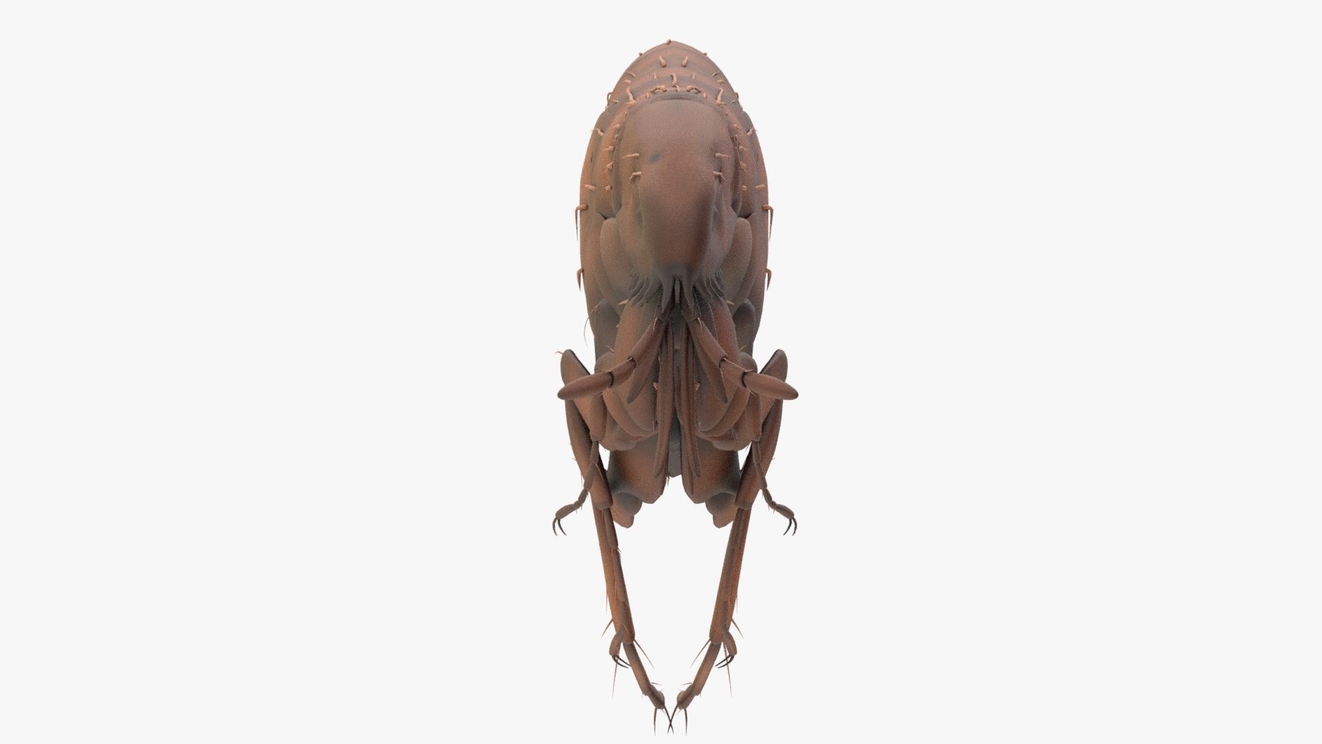 Realistic Flea Low-poly 3D model_2