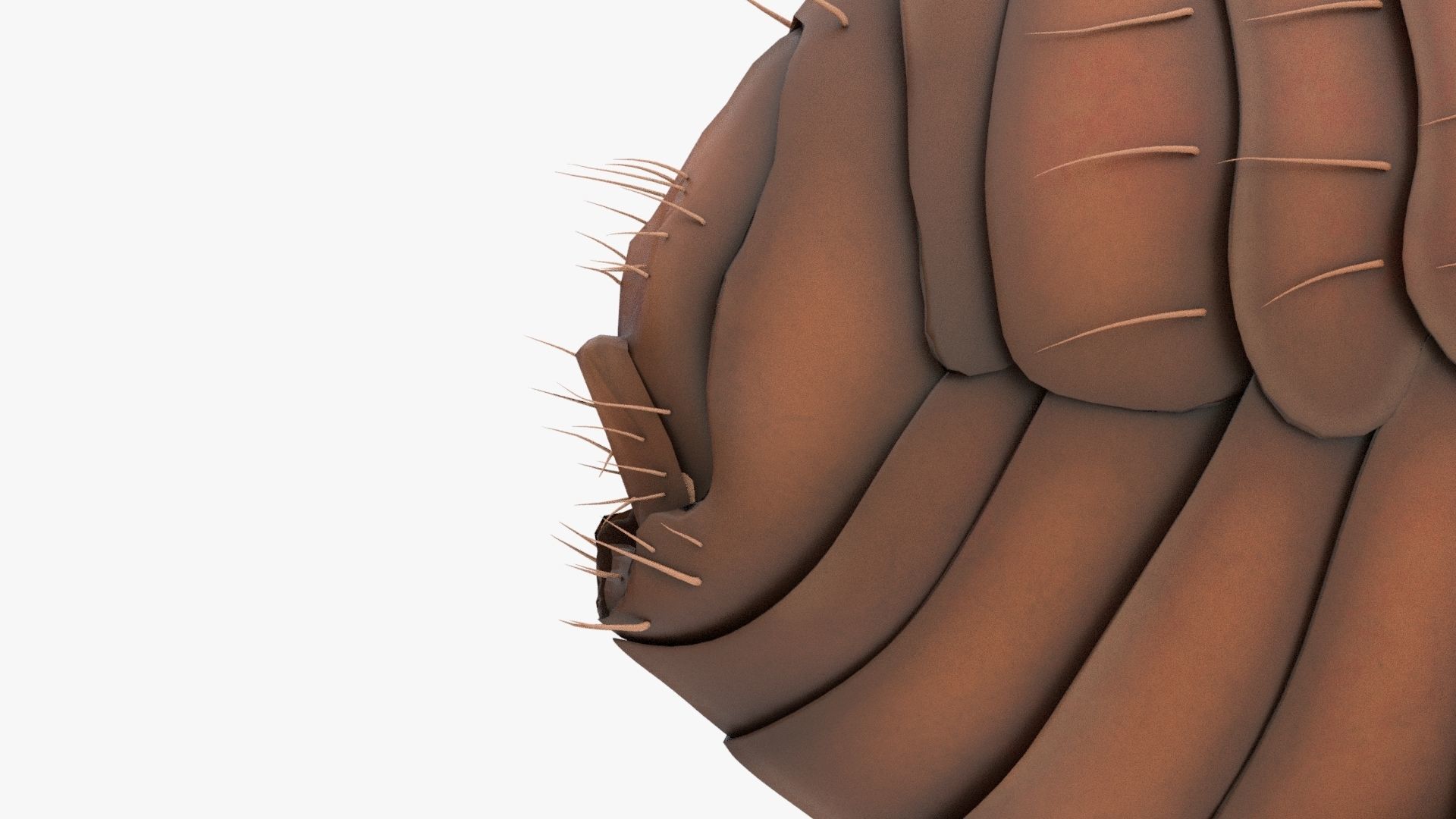 Realistic Flea Low-poly 3D model_10