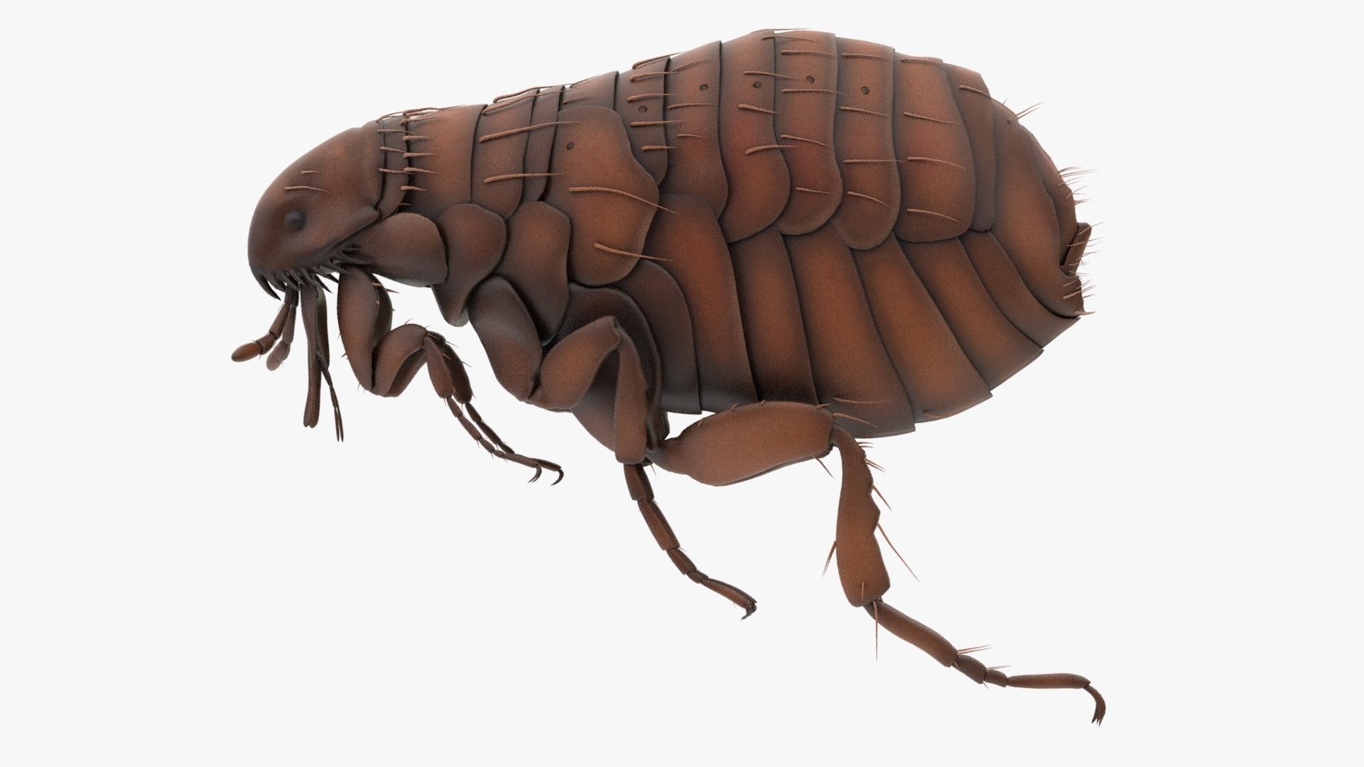 Realistic Flea Low-poly 3D model_3