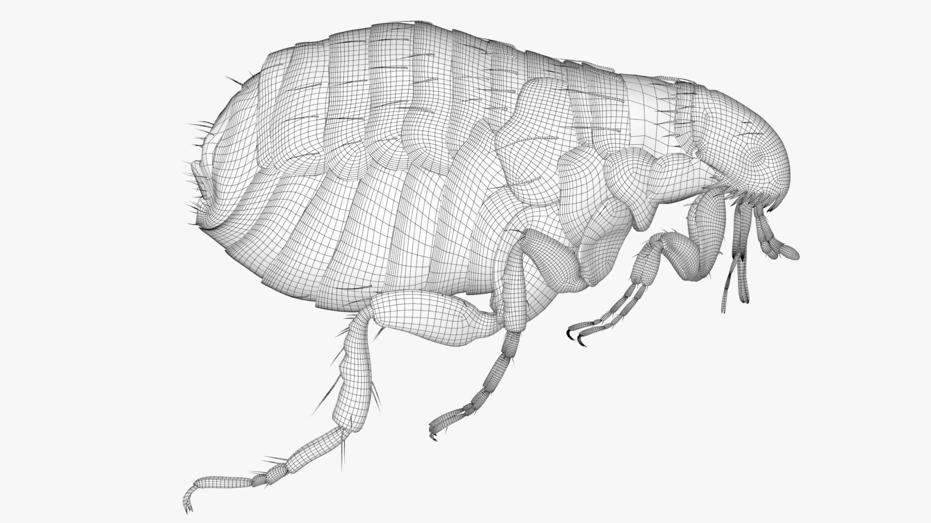Realistic Flea Low-poly 3D model_12
