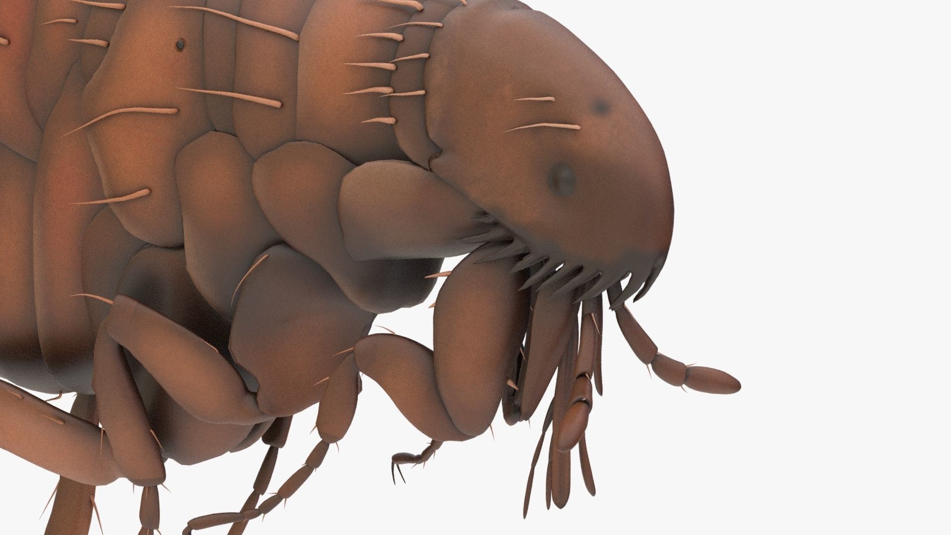 Realistic Flea Low-poly 3D model_7