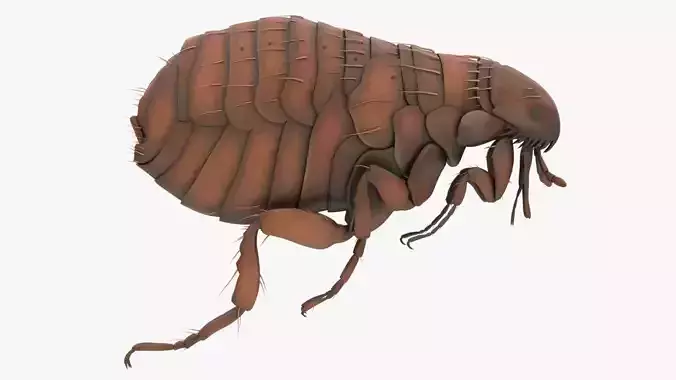 Realistic Flea Low-poly 3D model