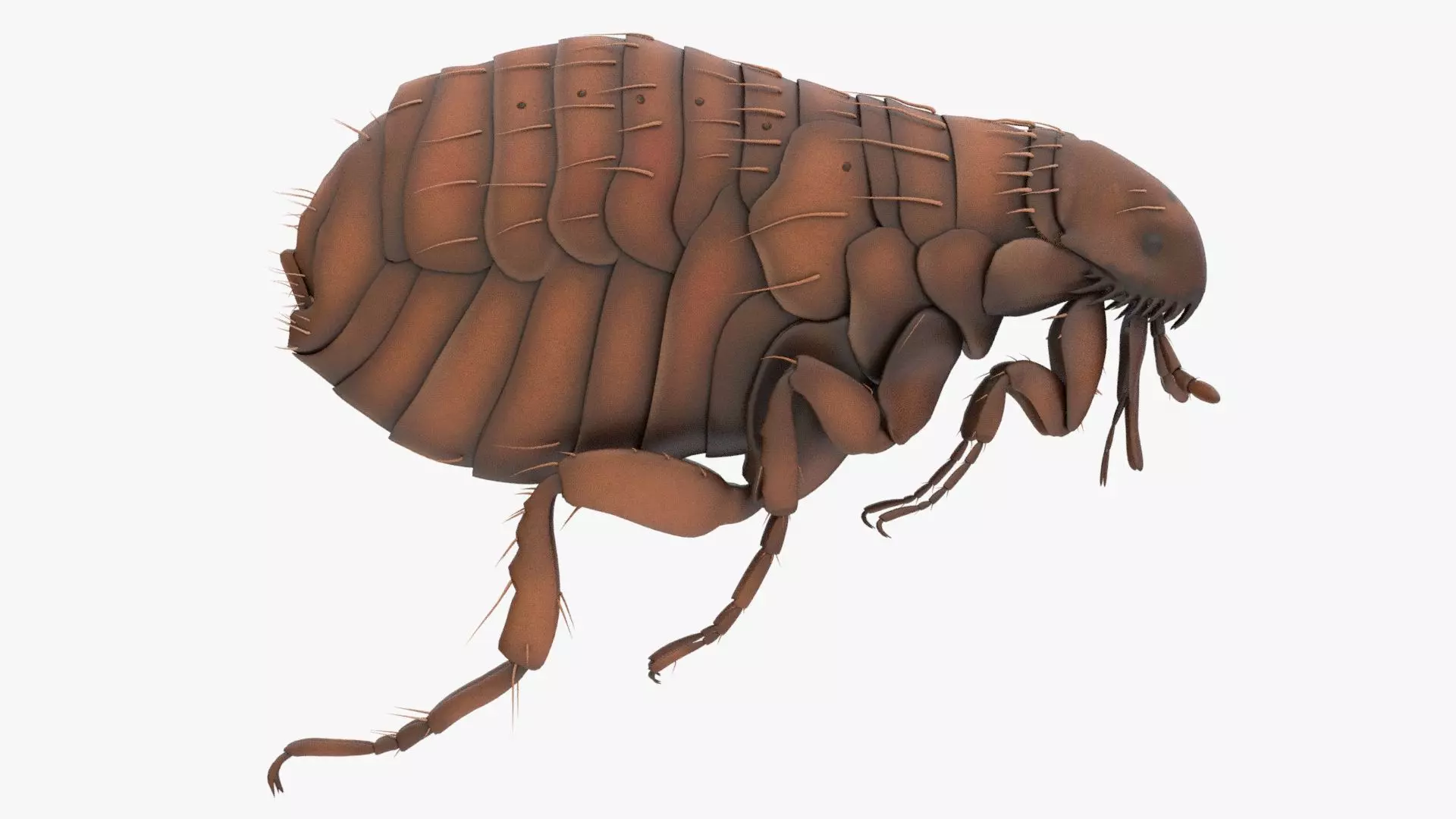Realistic Flea Low-poly 3D model_0