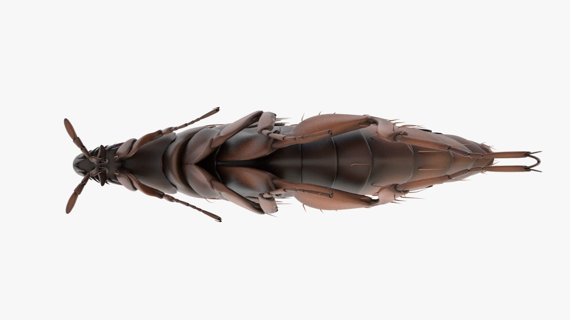 Realistic Flea Low-poly 3D model_5
