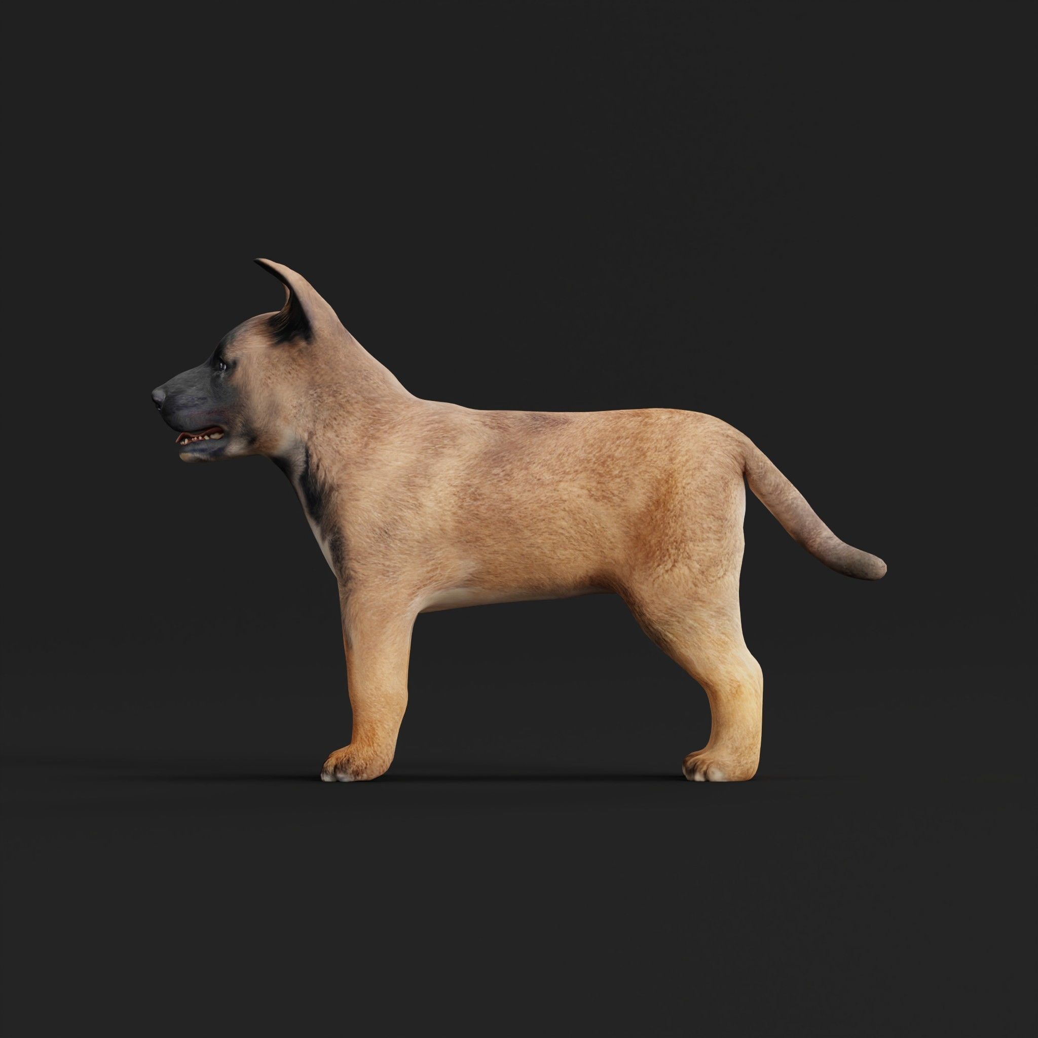 Belgian Shepherd Puppy Dog Low-poly 3D model_26