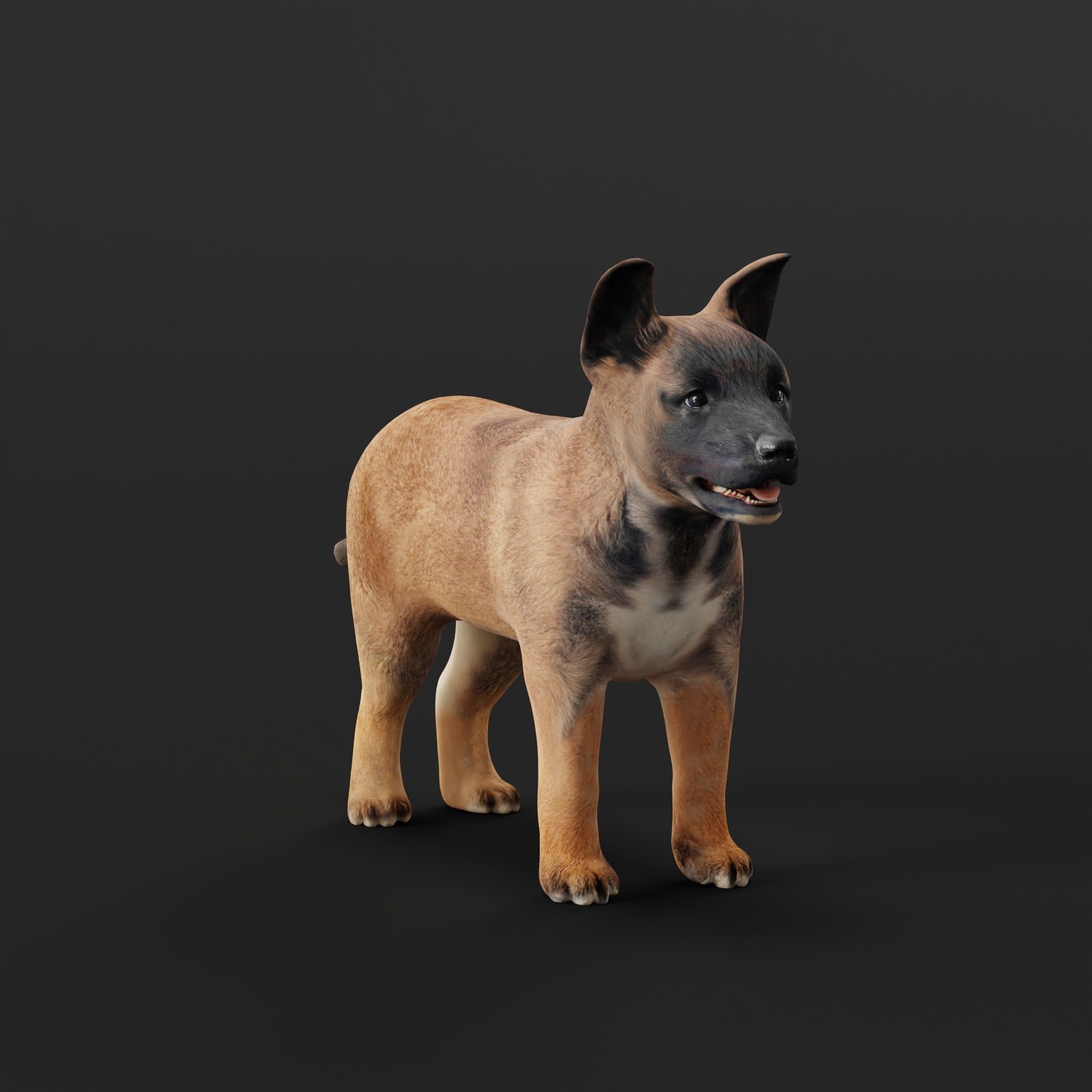 Belgian Shepherd Puppy Dog Low-poly 3D model_24