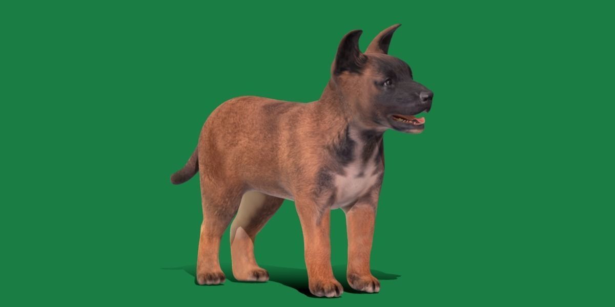 Belgian Shepherd Puppy Dog Low-poly 3D model_22
