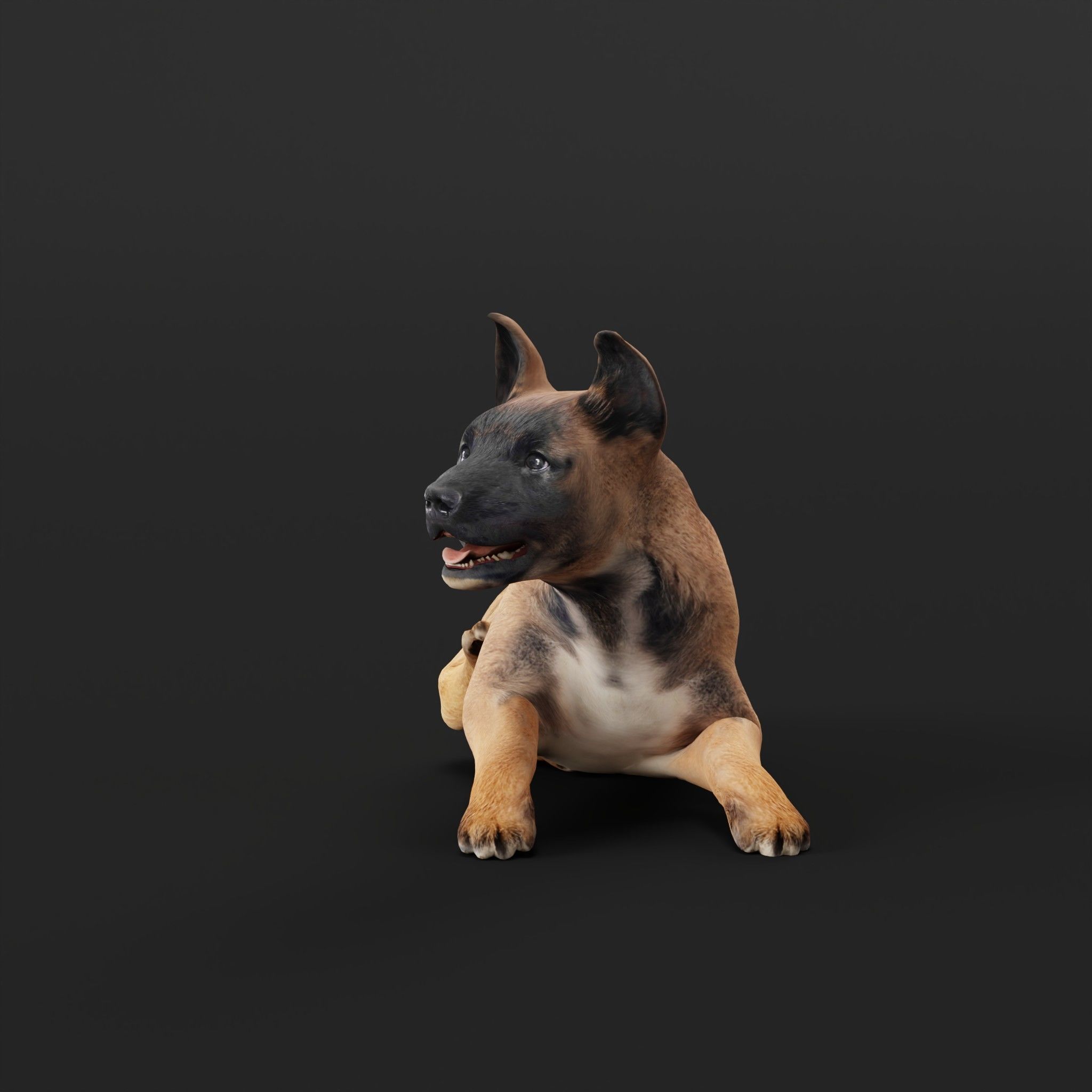 Belgian Shepherd Puppy Dog Low-poly 3D model_23