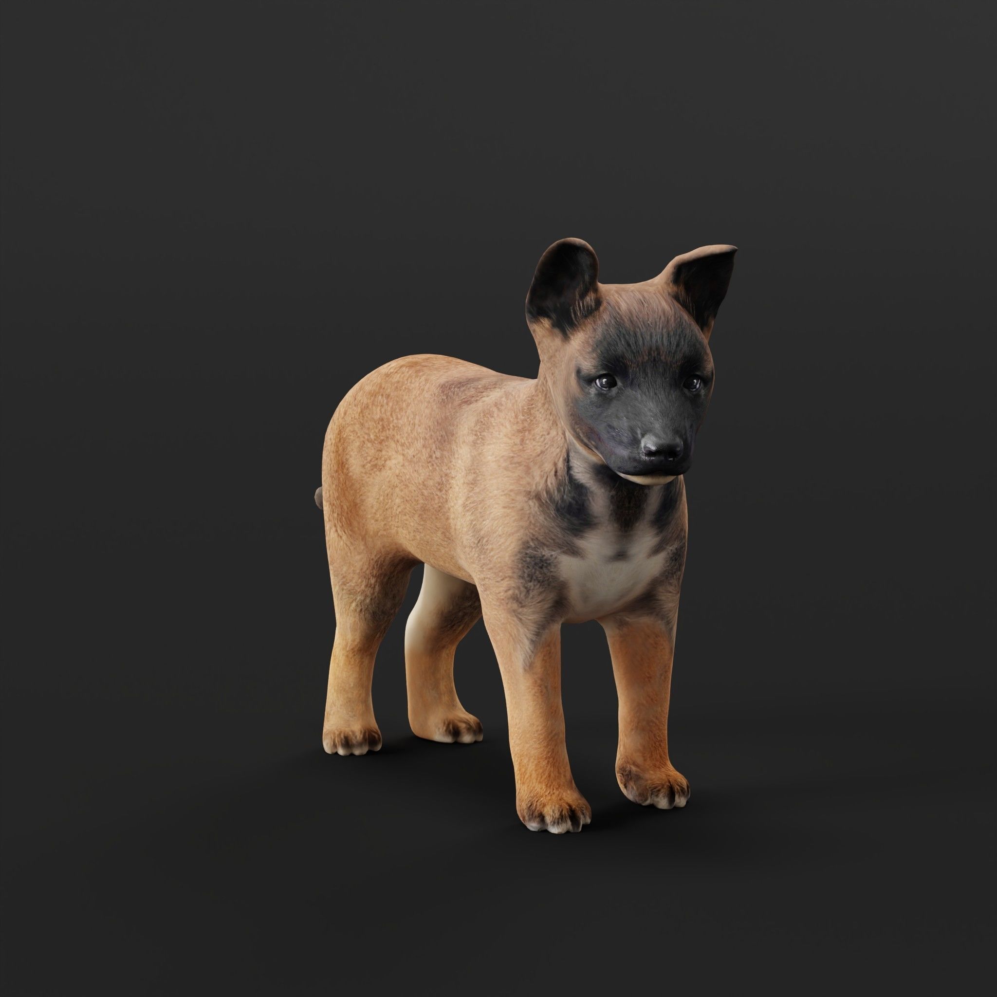 Belgian Shepherd Puppy Dog Low-poly 3D model_29