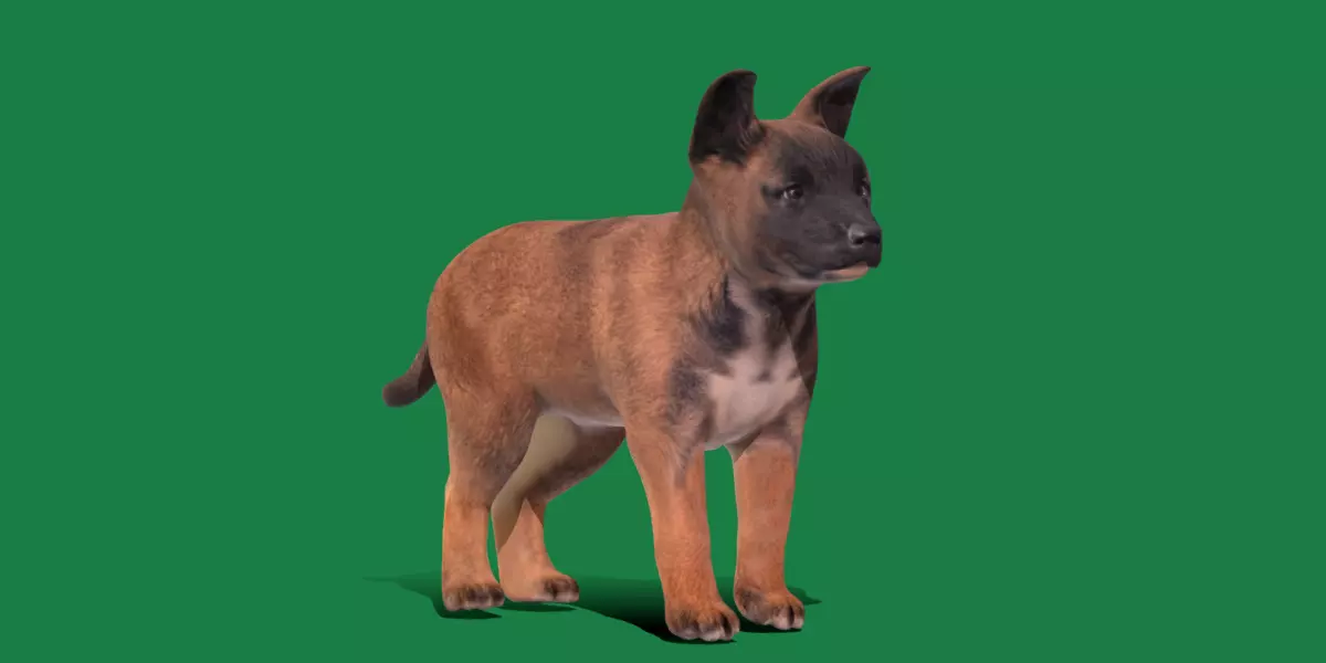Belgian Shepherd Puppy Dog Low-poly 3D model_0
