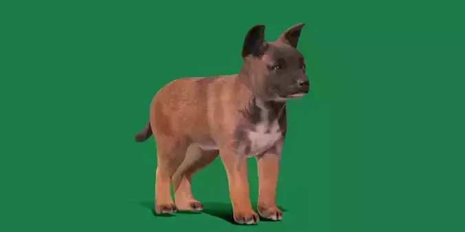 Belgian Shepherd Puppy Dog Low-poly 3D model