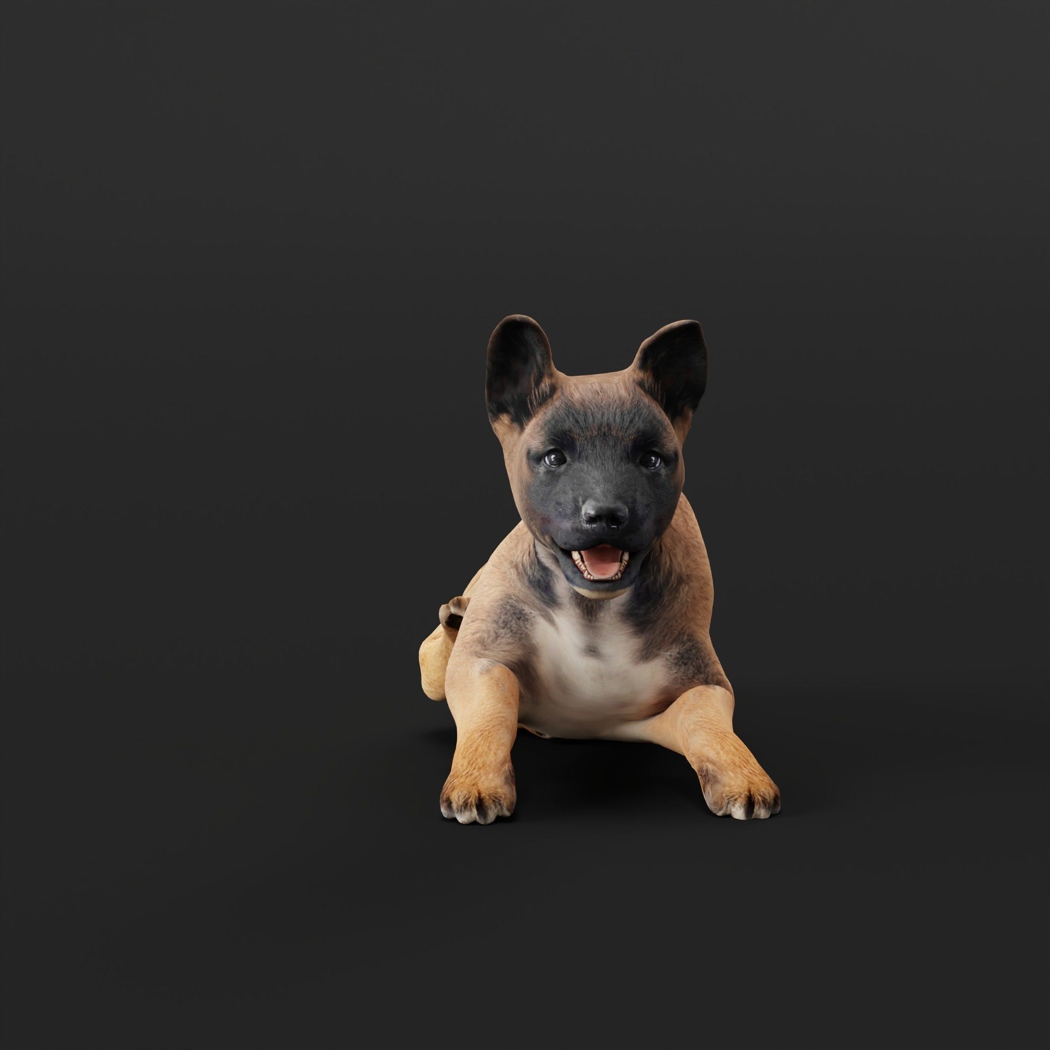 Belgian Shepherd Puppy Dog Low-poly 3D model_28