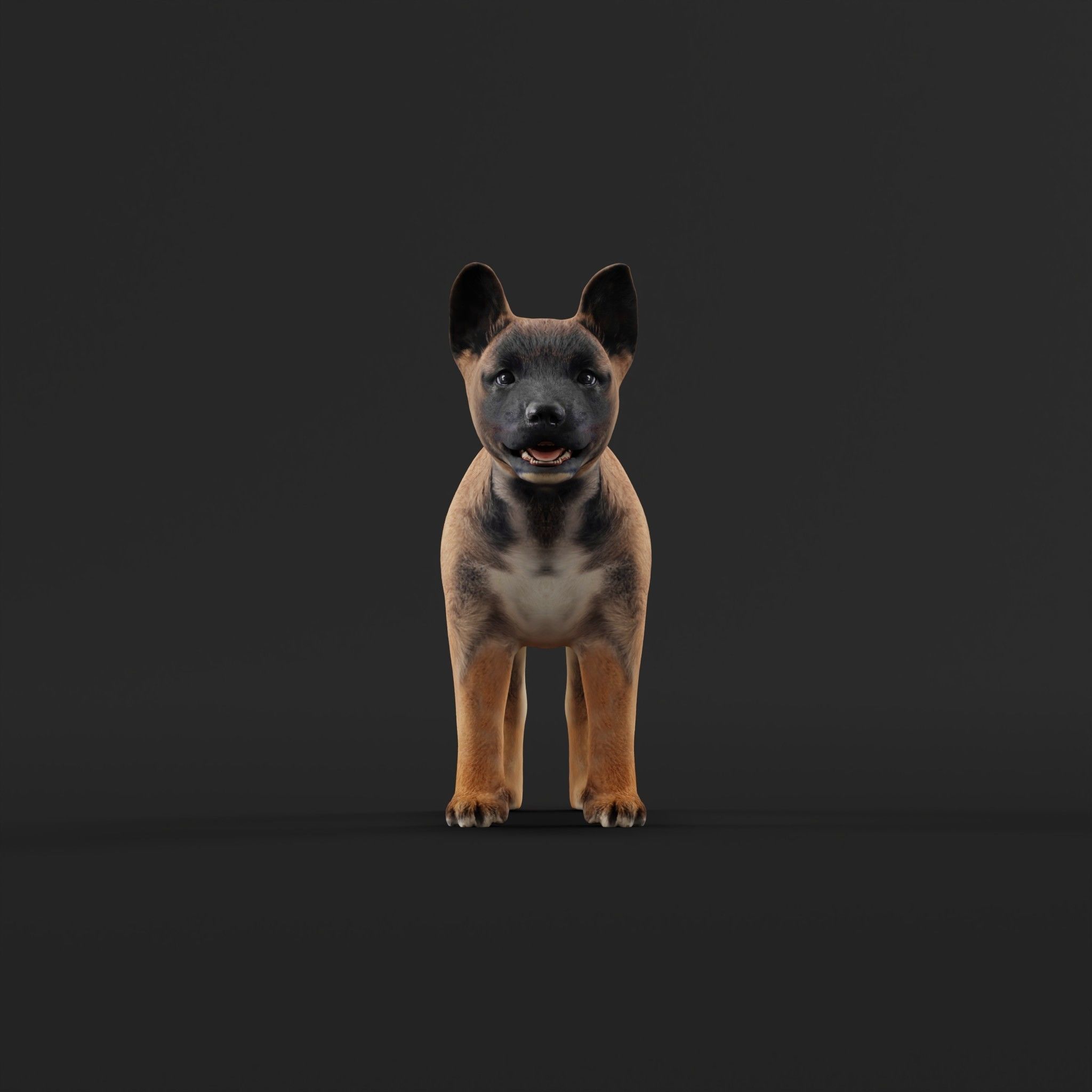 Belgian Shepherd Puppy Dog Low-poly 3D model_25