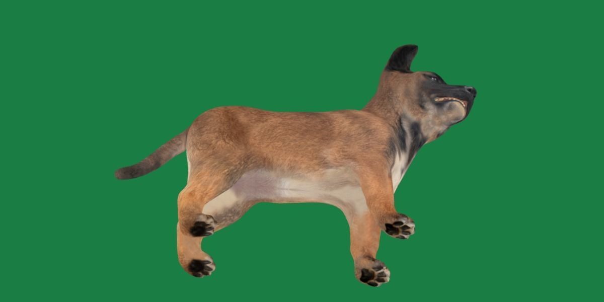 Belgian Shepherd Puppy Dog Low-poly 3D model_19