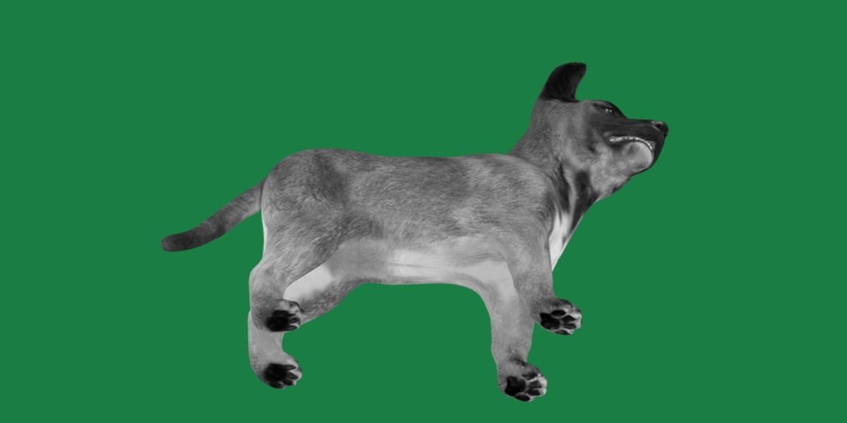 Belgian Shepherd Puppy Dog Low-poly 3D model_4