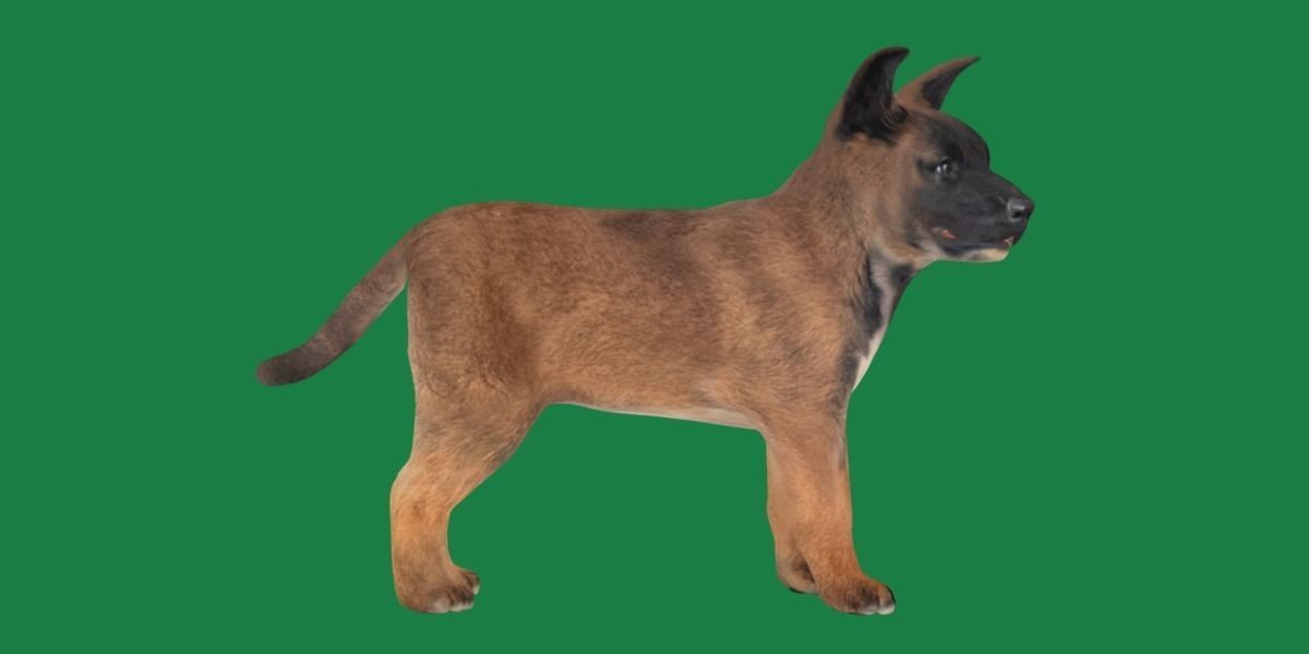 Belgian Shepherd Puppy Dog Low-poly 3D model_18