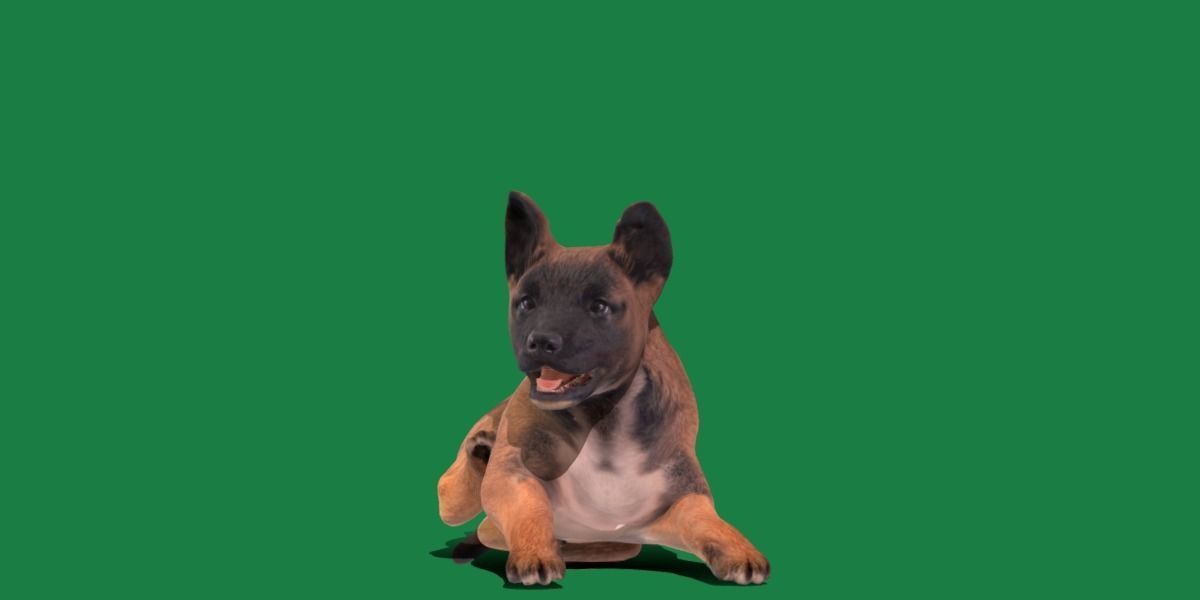 Belgian Shepherd Puppy Dog Low-poly 3D model_13