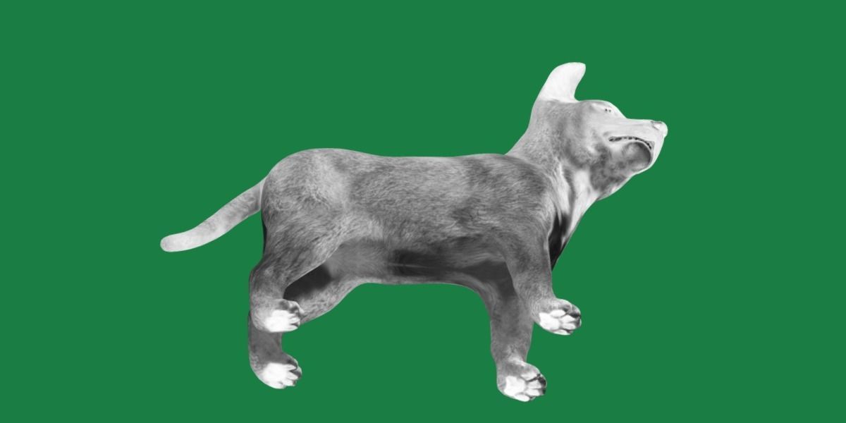 Belgian Shepherd Puppy Dog Low-poly 3D model_3