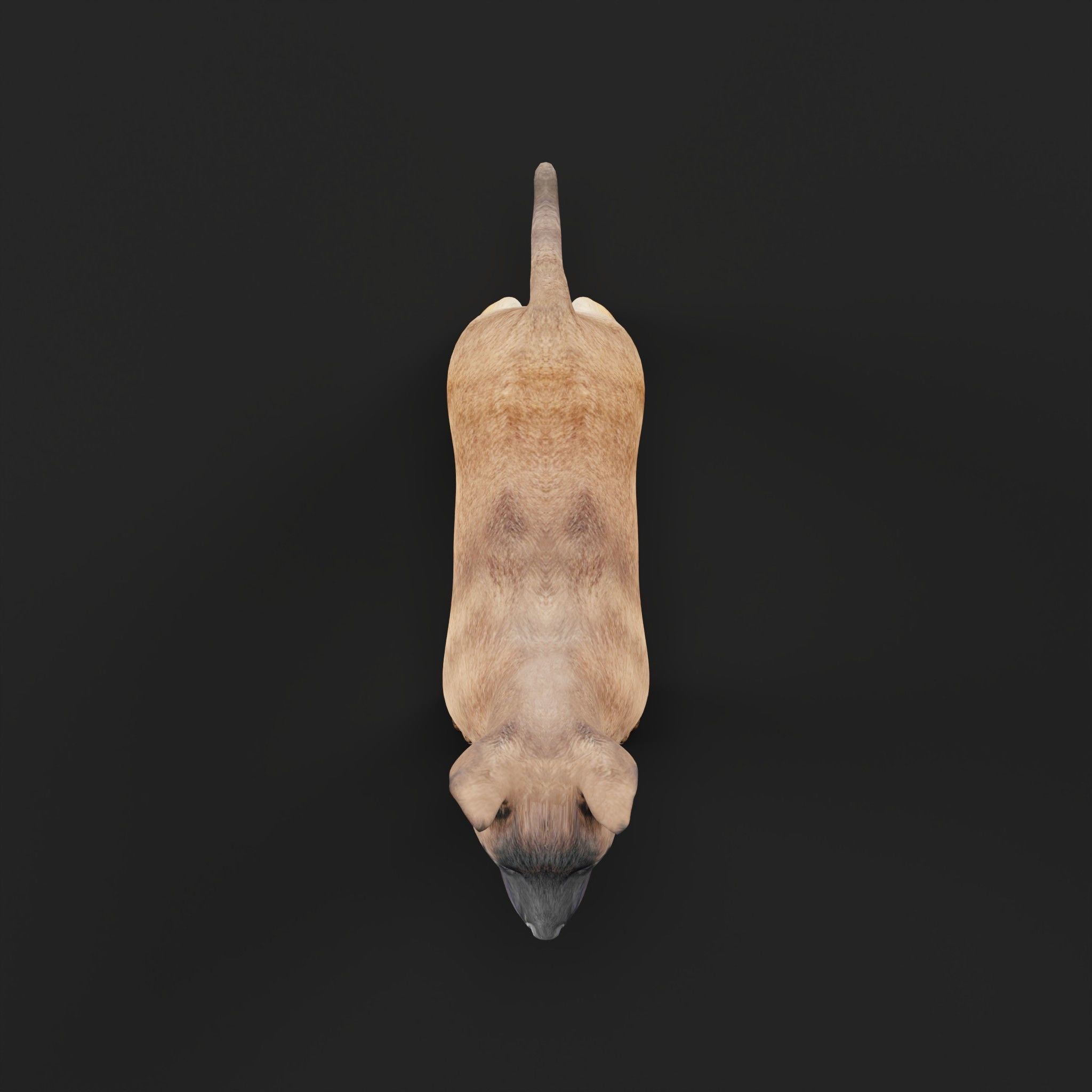 Belgian Shepherd Puppy Dog Low-poly 3D model_27