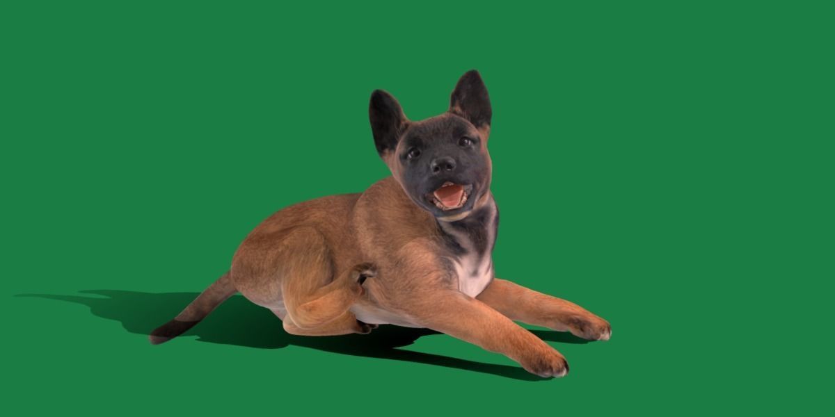 Belgian Shepherd Puppy Dog Low-poly 3D model_15