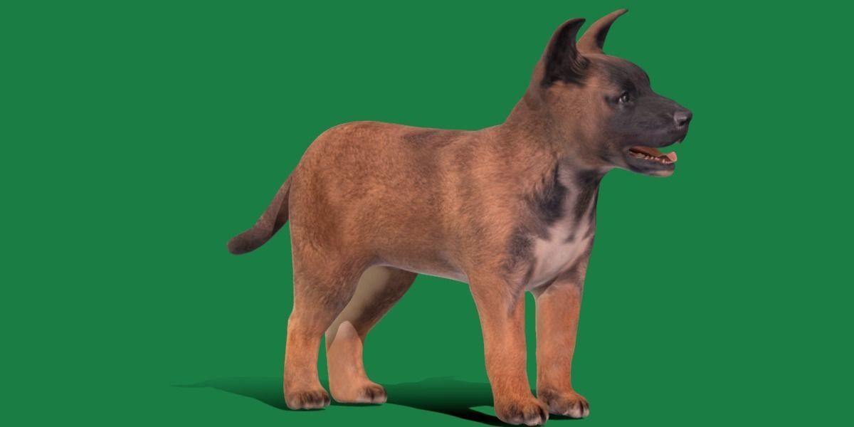 Belgian Shepherd Puppy Dog Low-poly 3D model_12