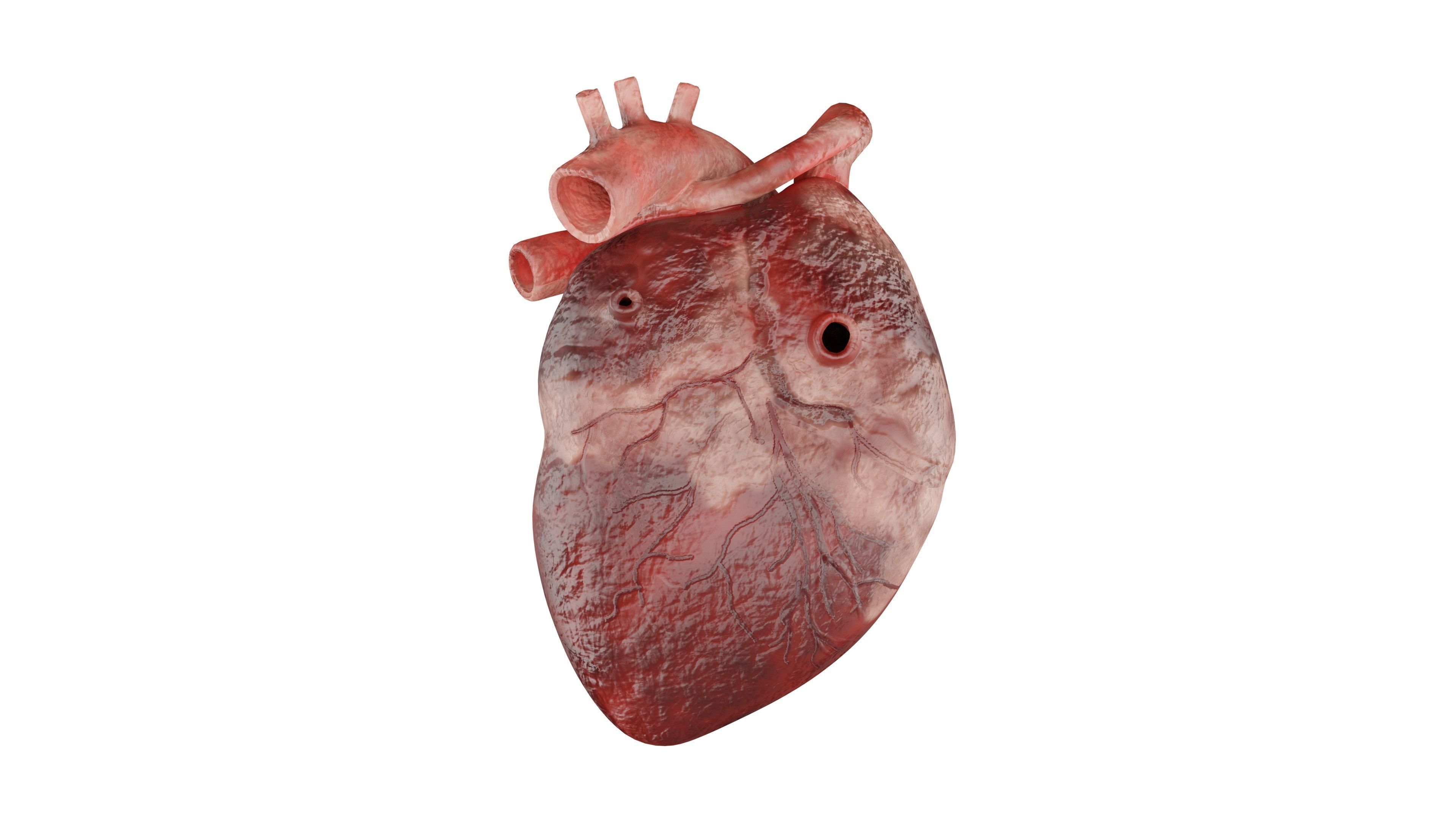 Heart 3D Model Low-poly 3D model_4