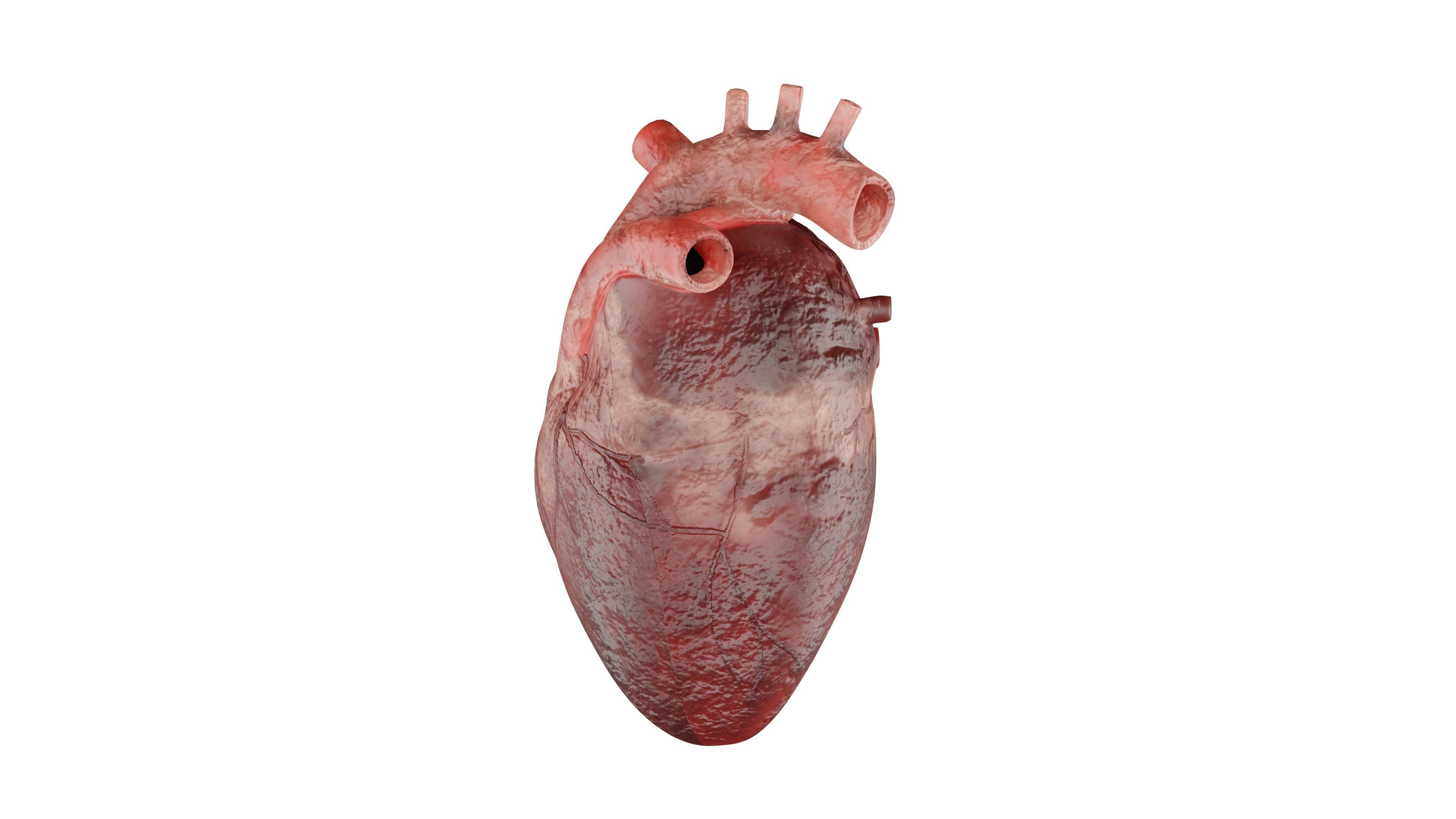 Heart 3D Model Low-poly 3D model_3