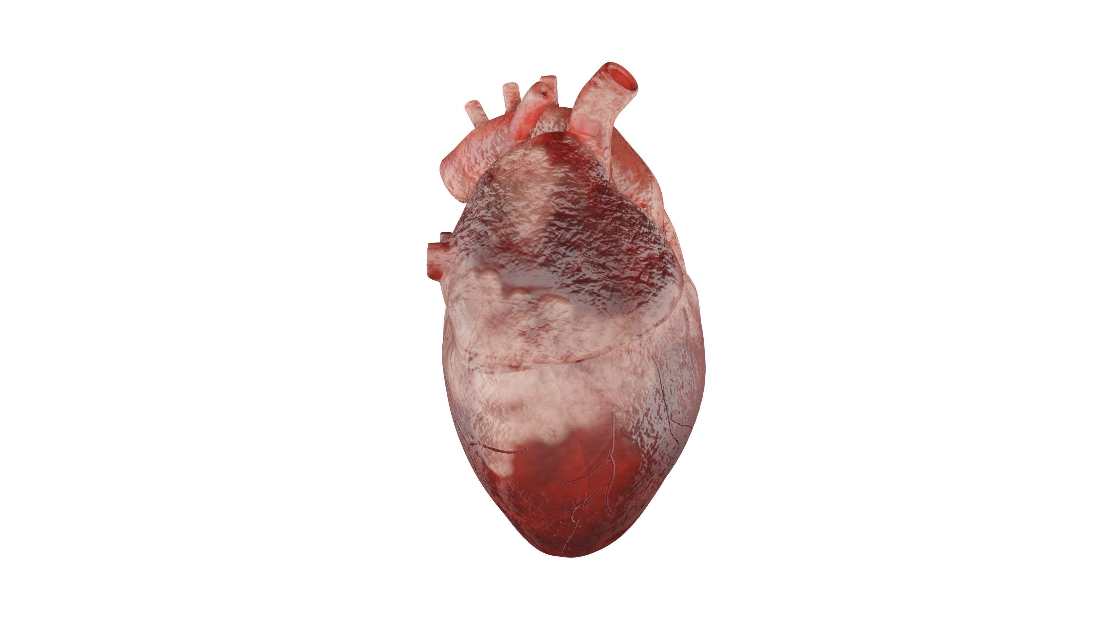 Heart 3D Model Low-poly 3D model_2