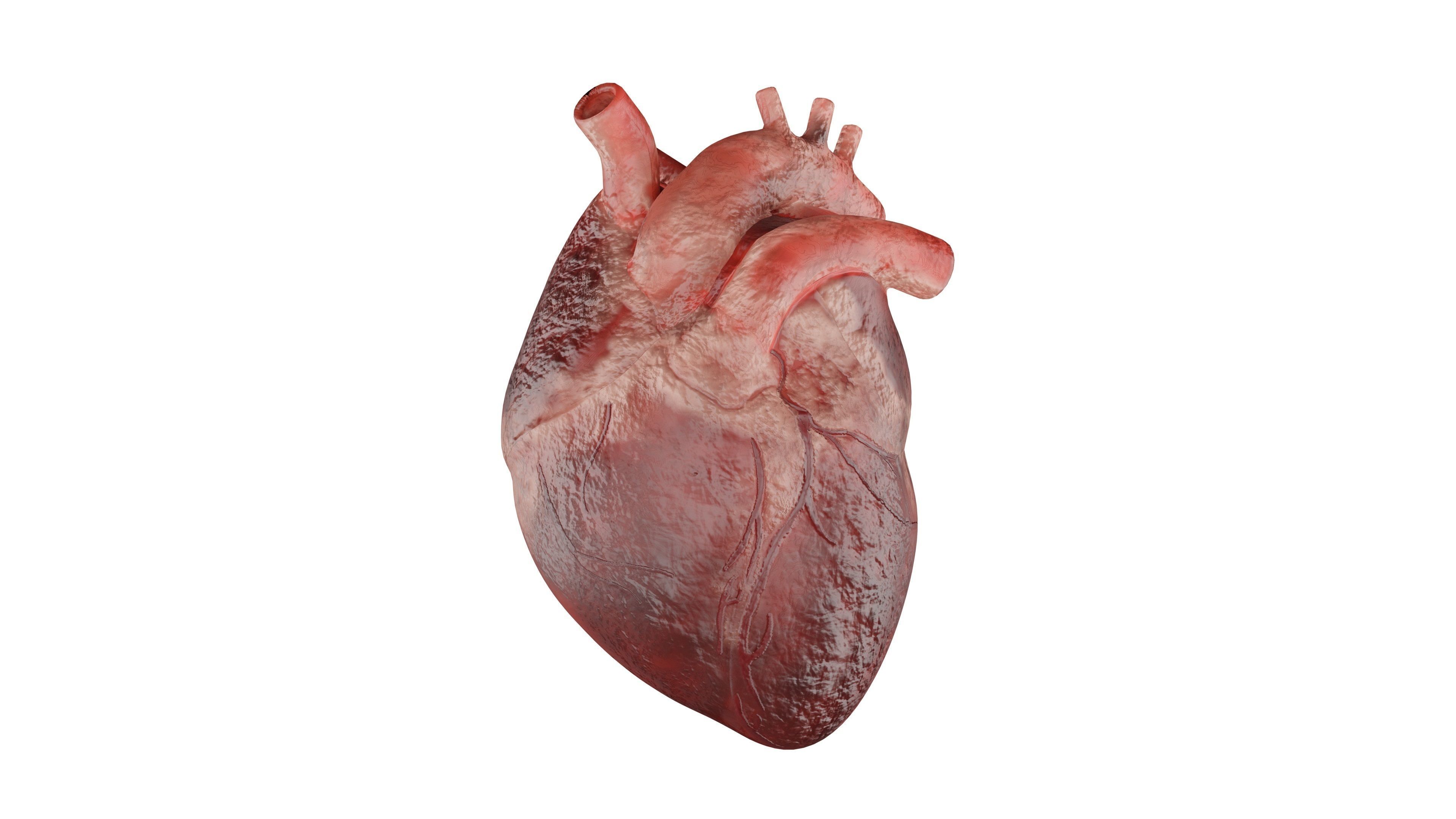 Heart 3D Model Low-poly 3D model_1
