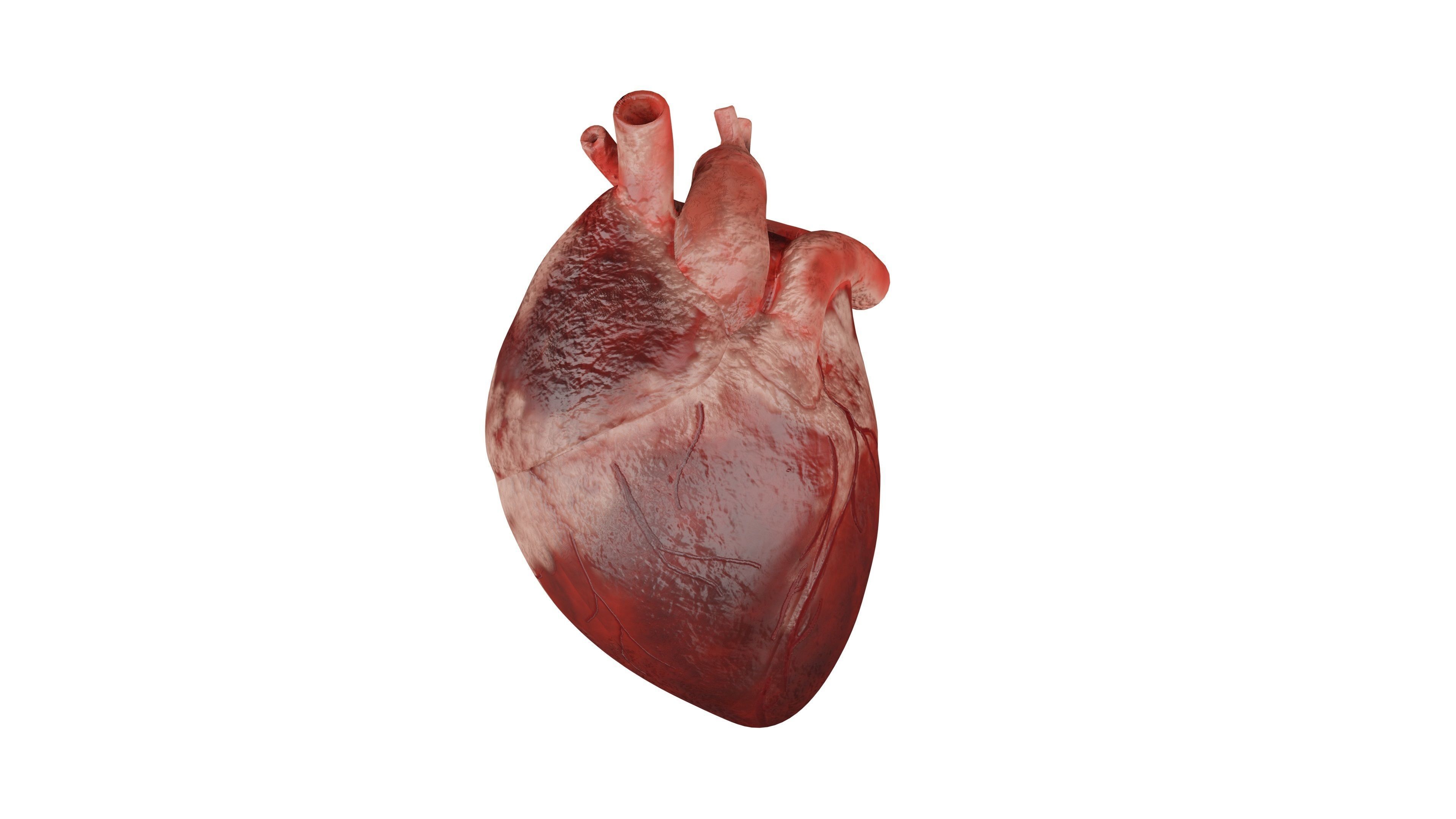 Heart 3D Model Low-poly 3D model_5