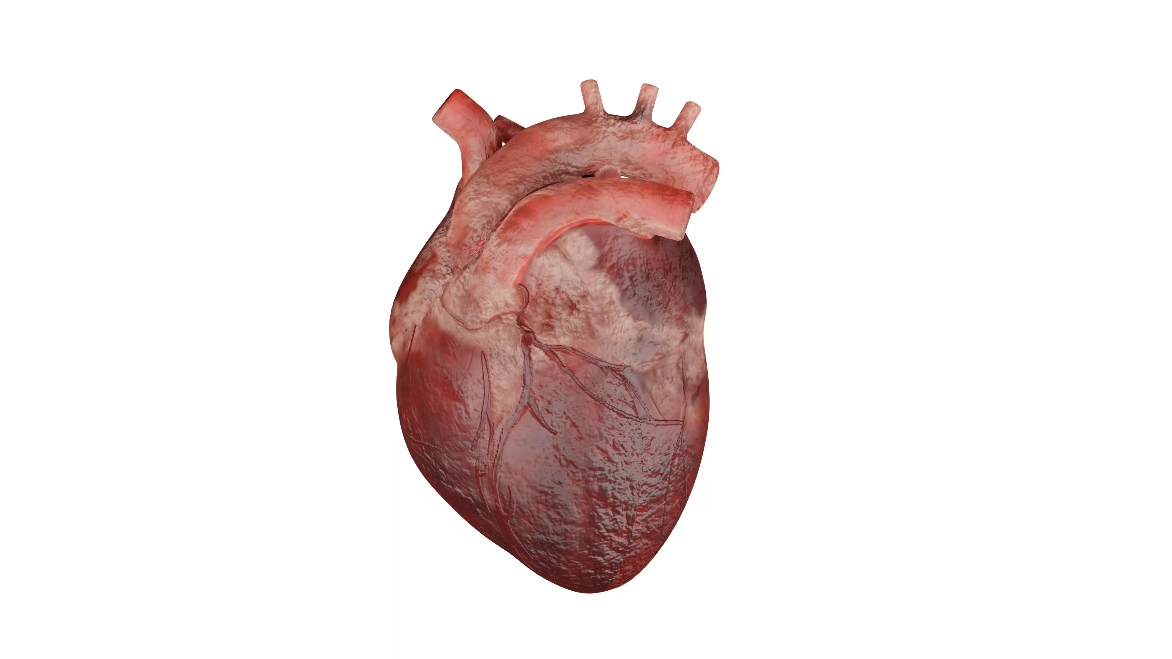 Heart 3D Model Low-poly 3D model_0