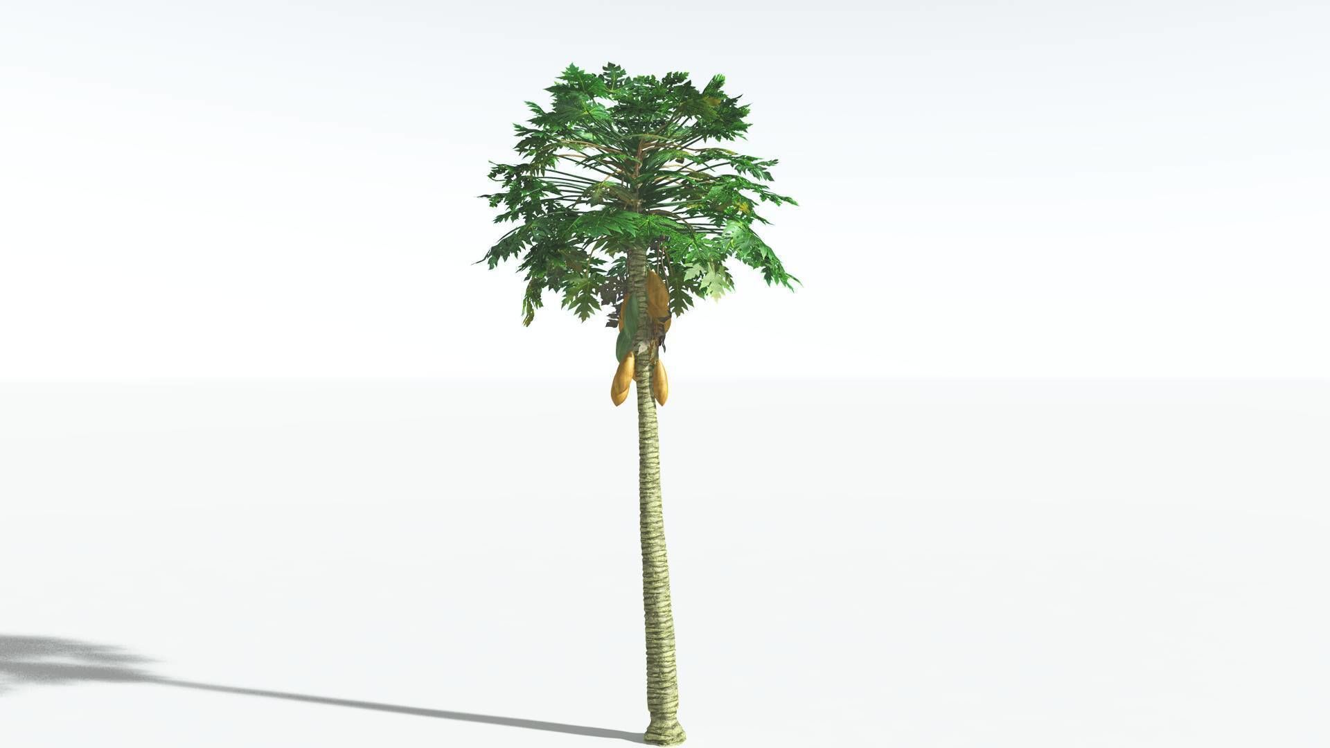EVERYPlant Papaya 3 --14 Models-- 3D model_13