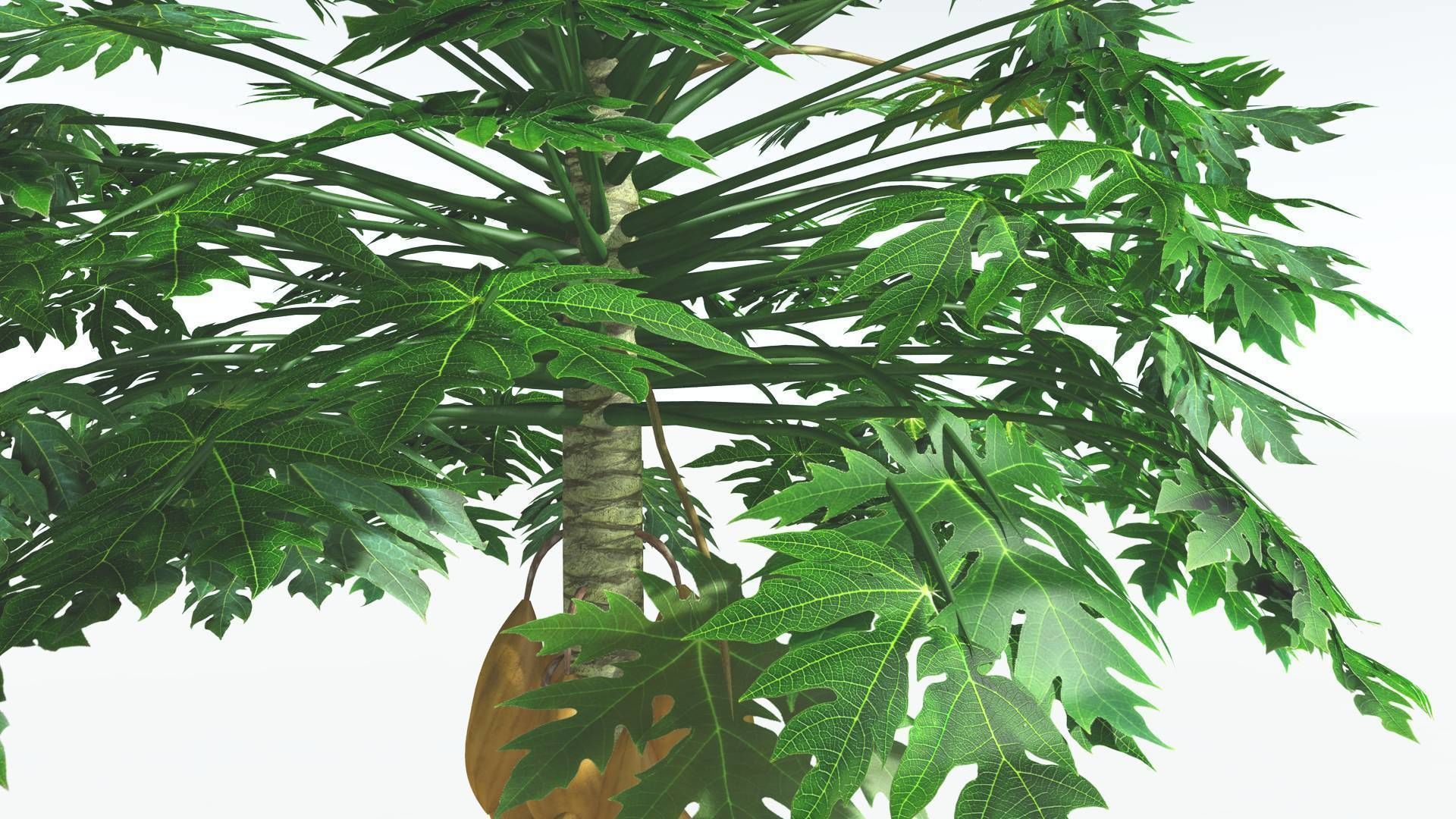 EVERYPlant Papaya 3 --14 Models-- 3D model_10