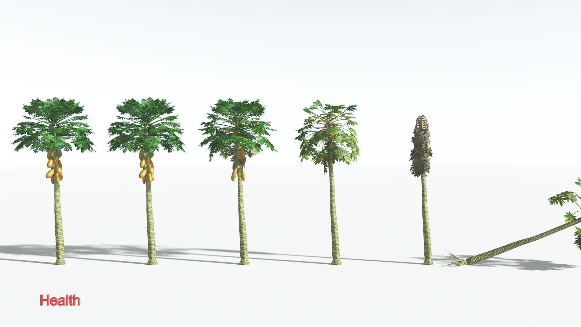 EVERYPlant Papaya 3 --14 Models-- 3D model_2
