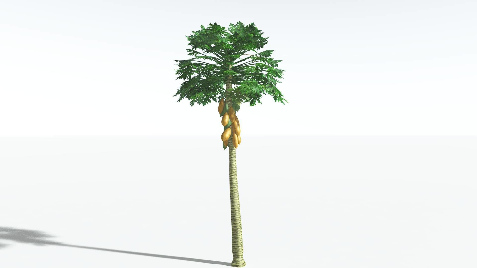 EVERYPlant Papaya 3 --14 Models-- 3D model_29