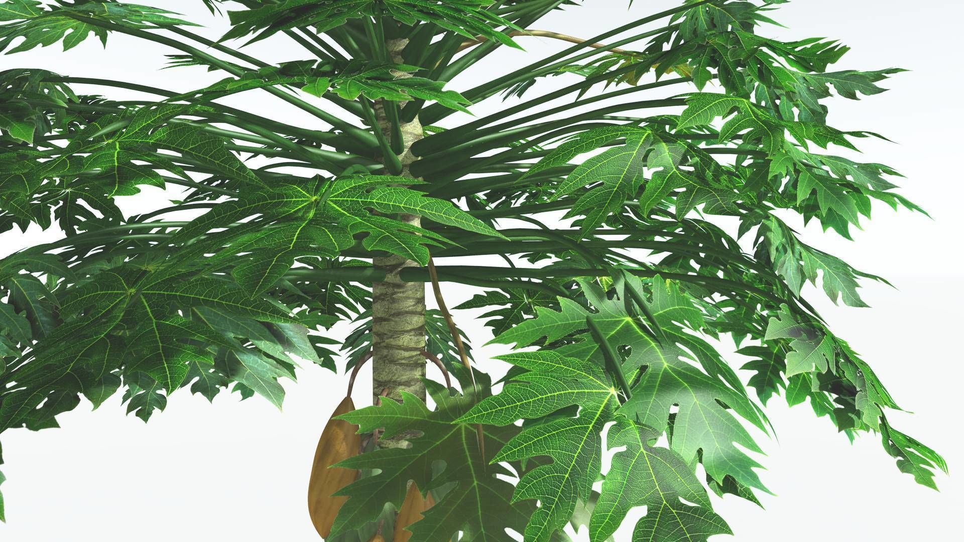 EVERYPlant Papaya 3 --14 Models-- 3D model_32