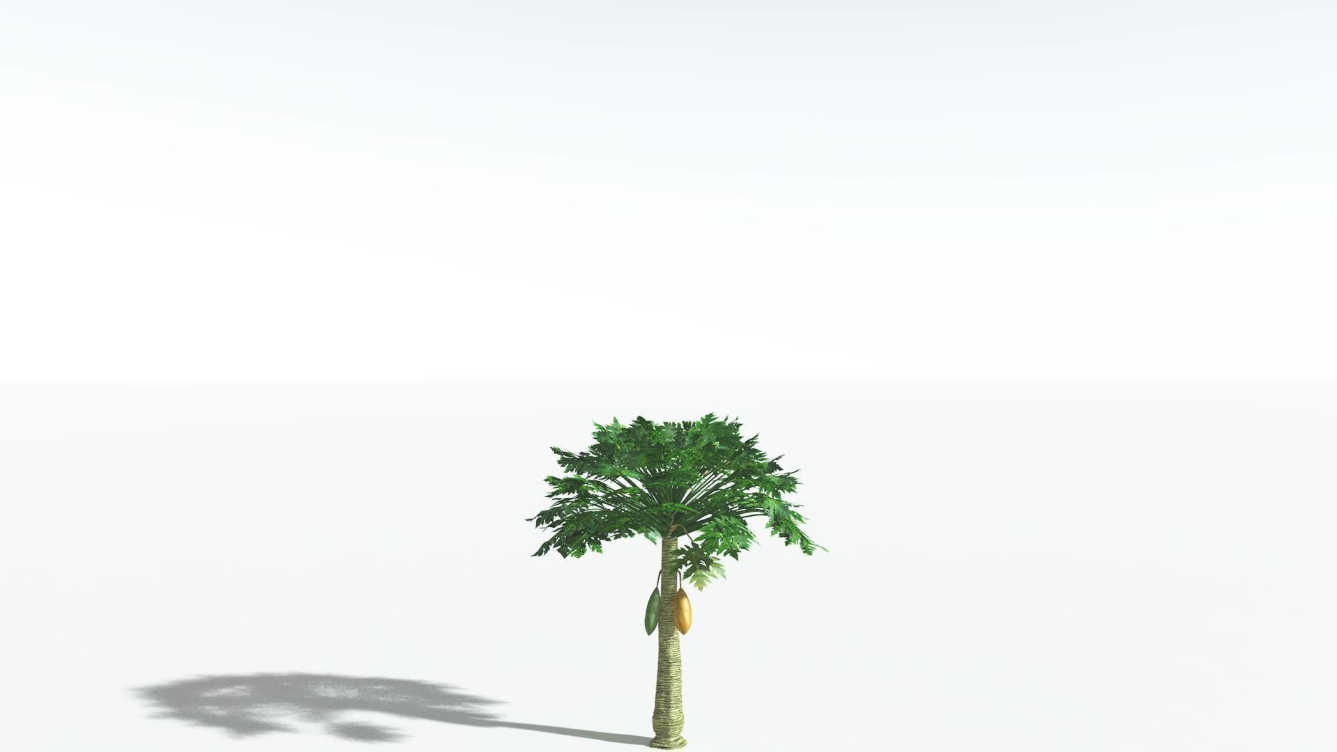 EVERYPlant Papaya 3 --14 Models-- 3D model_23