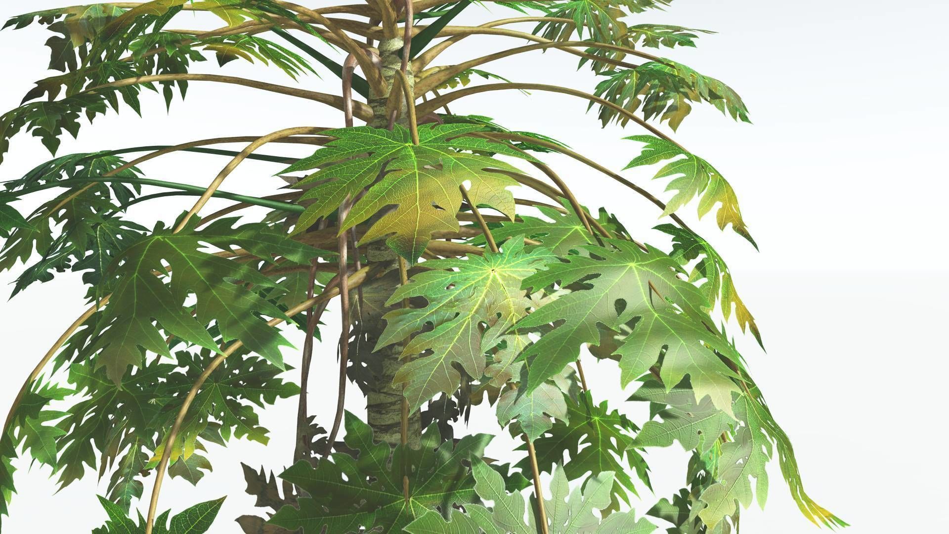 EVERYPlant Papaya 3 --14 Models-- 3D model_16
