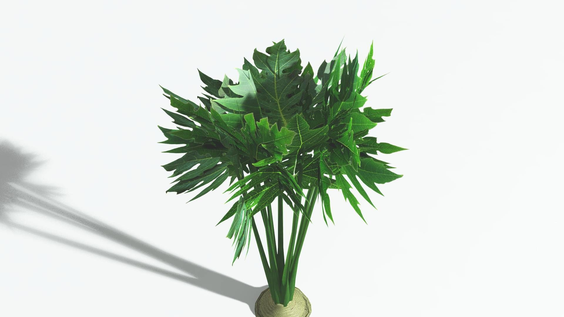EVERYPlant Papaya 3 --14 Models-- 3D model_28