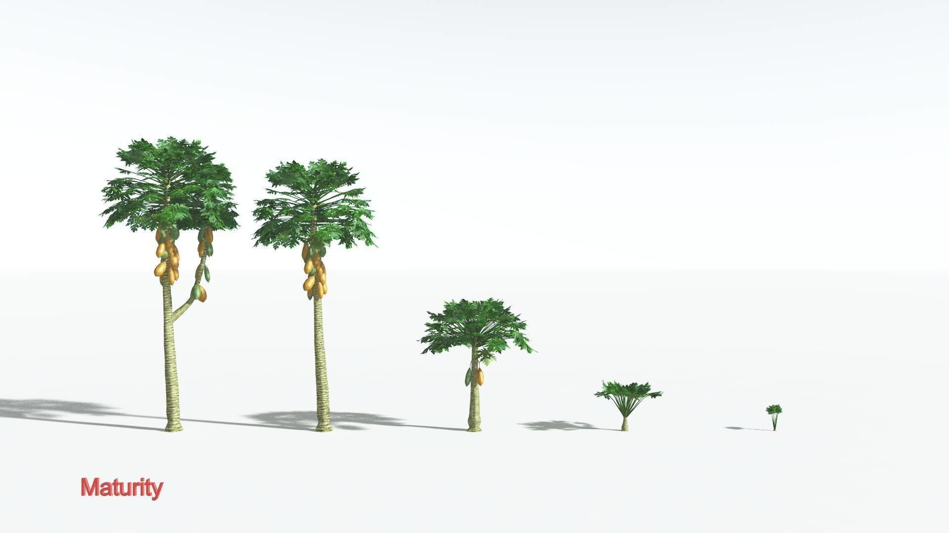 EVERYPlant Papaya 3 --14 Models-- 3D model_3