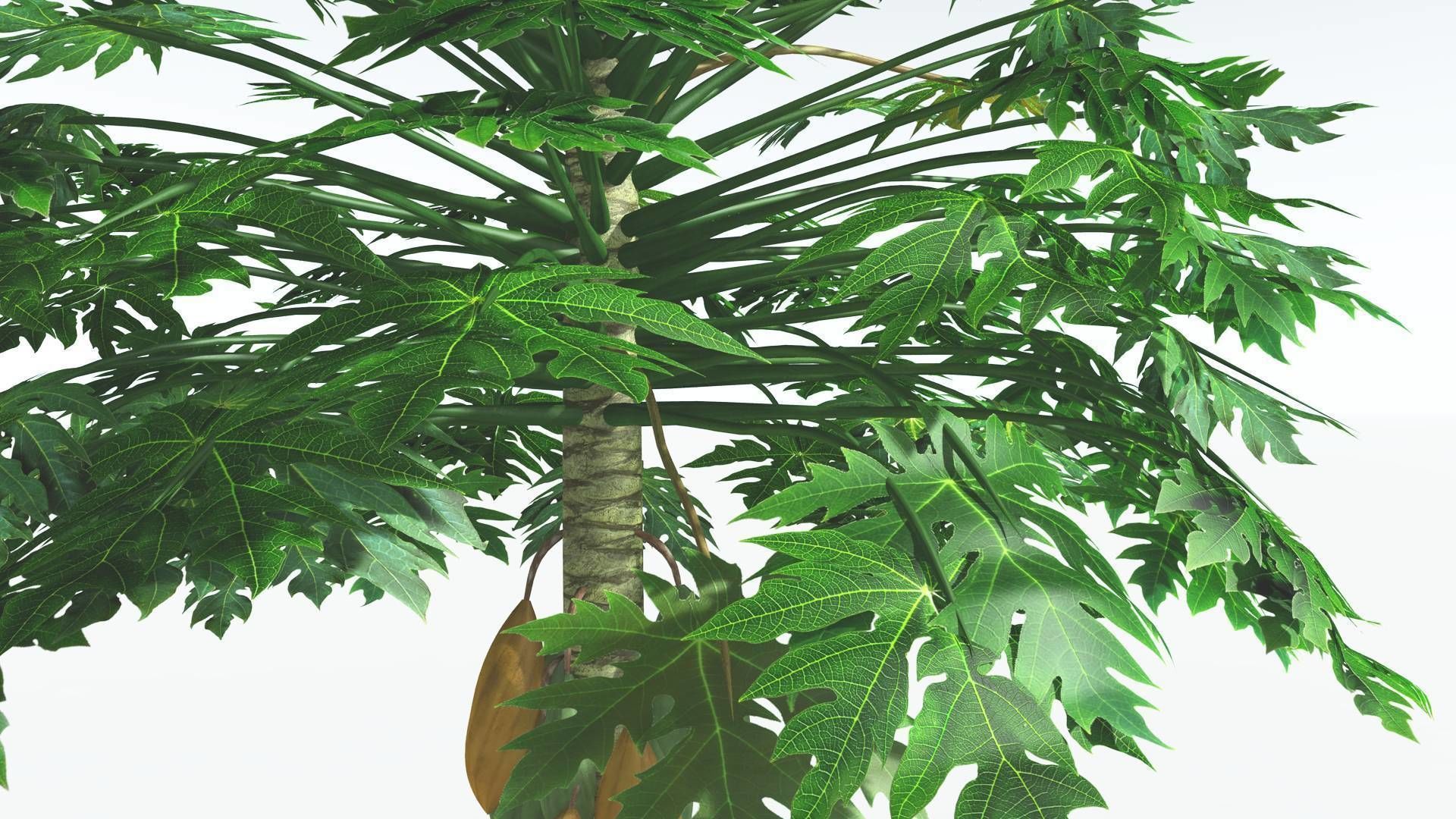 EVERYPlant Papaya 3 --14 Models-- 3D model_6