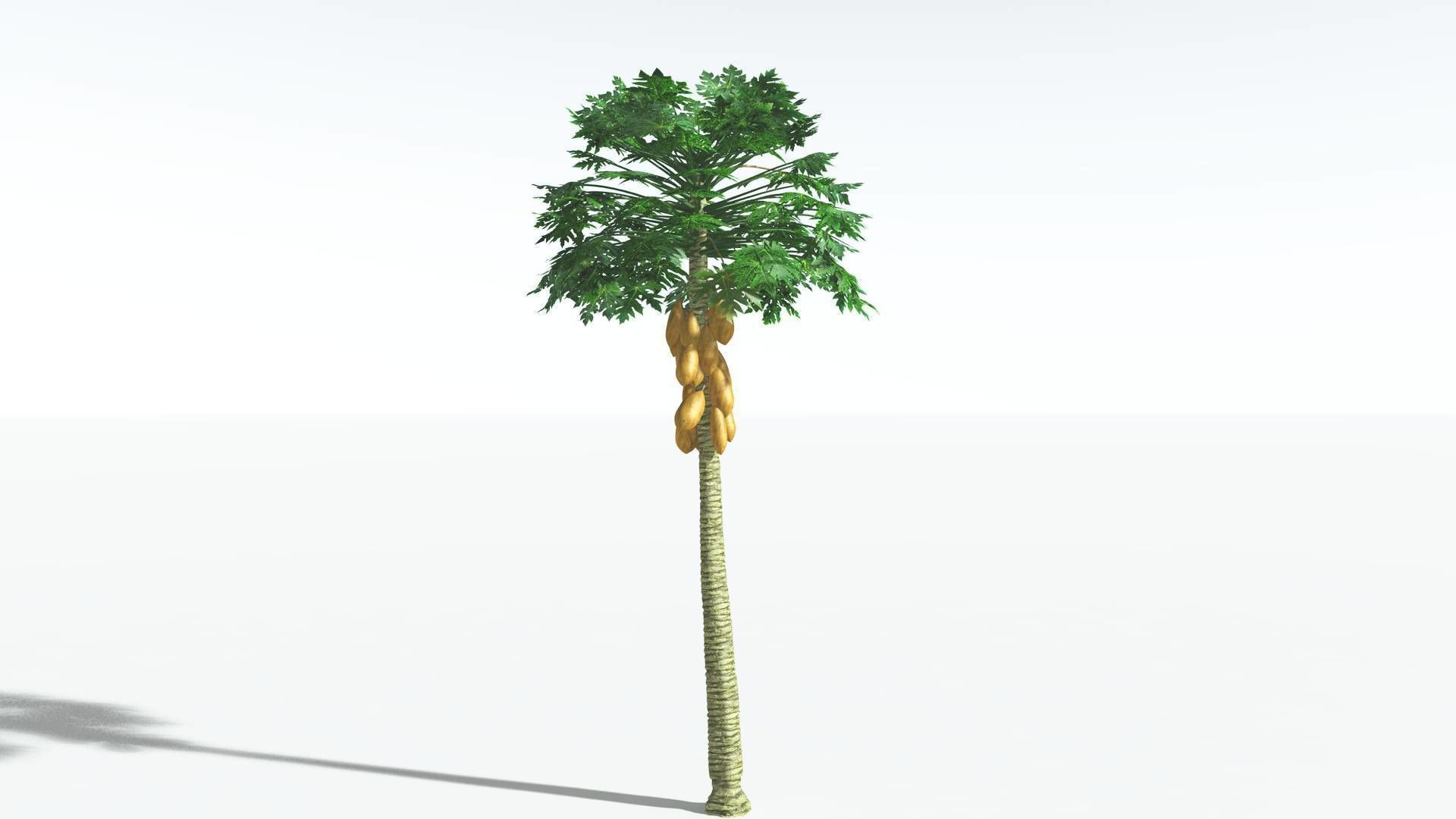 EVERYPlant Papaya 3 --14 Models-- 3D model_9
