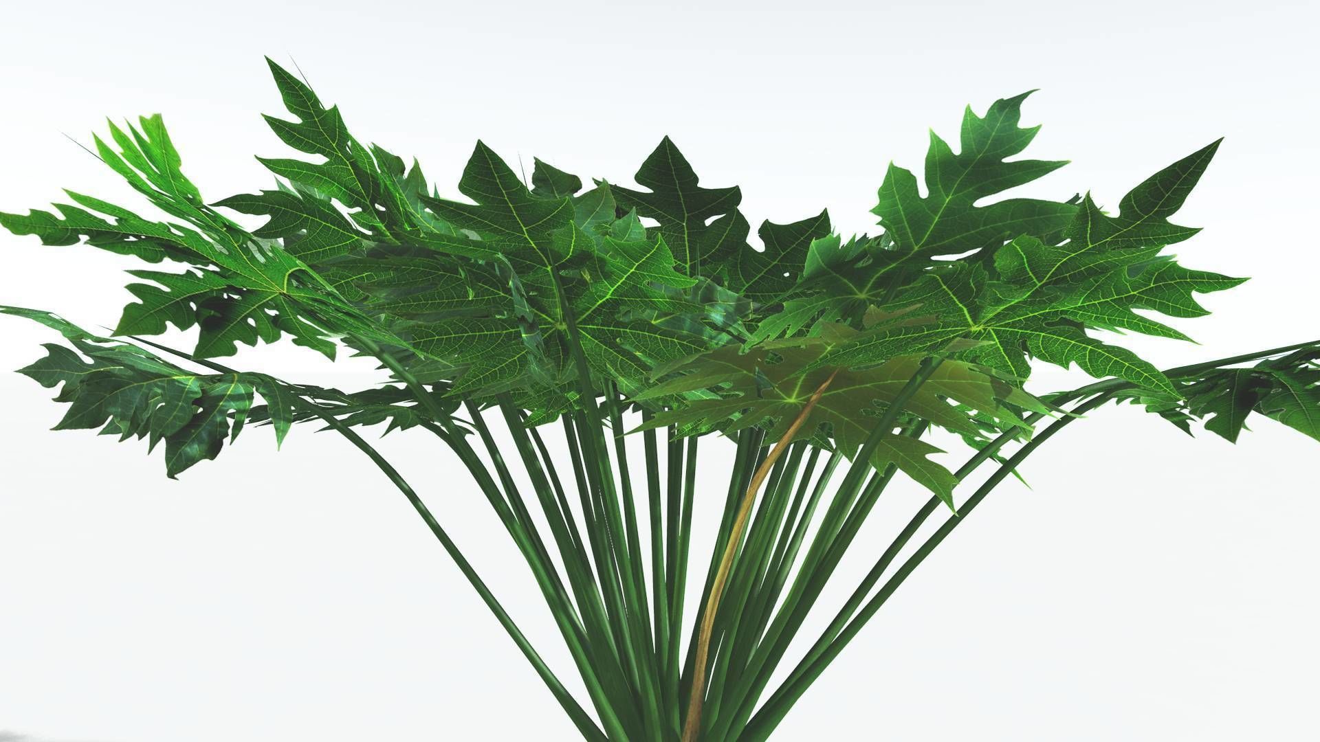EVERYPlant Papaya 3 --14 Models-- 3D model_26